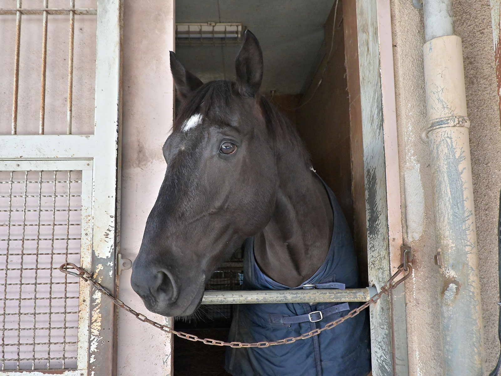 ベラジオドリームのサブ画像