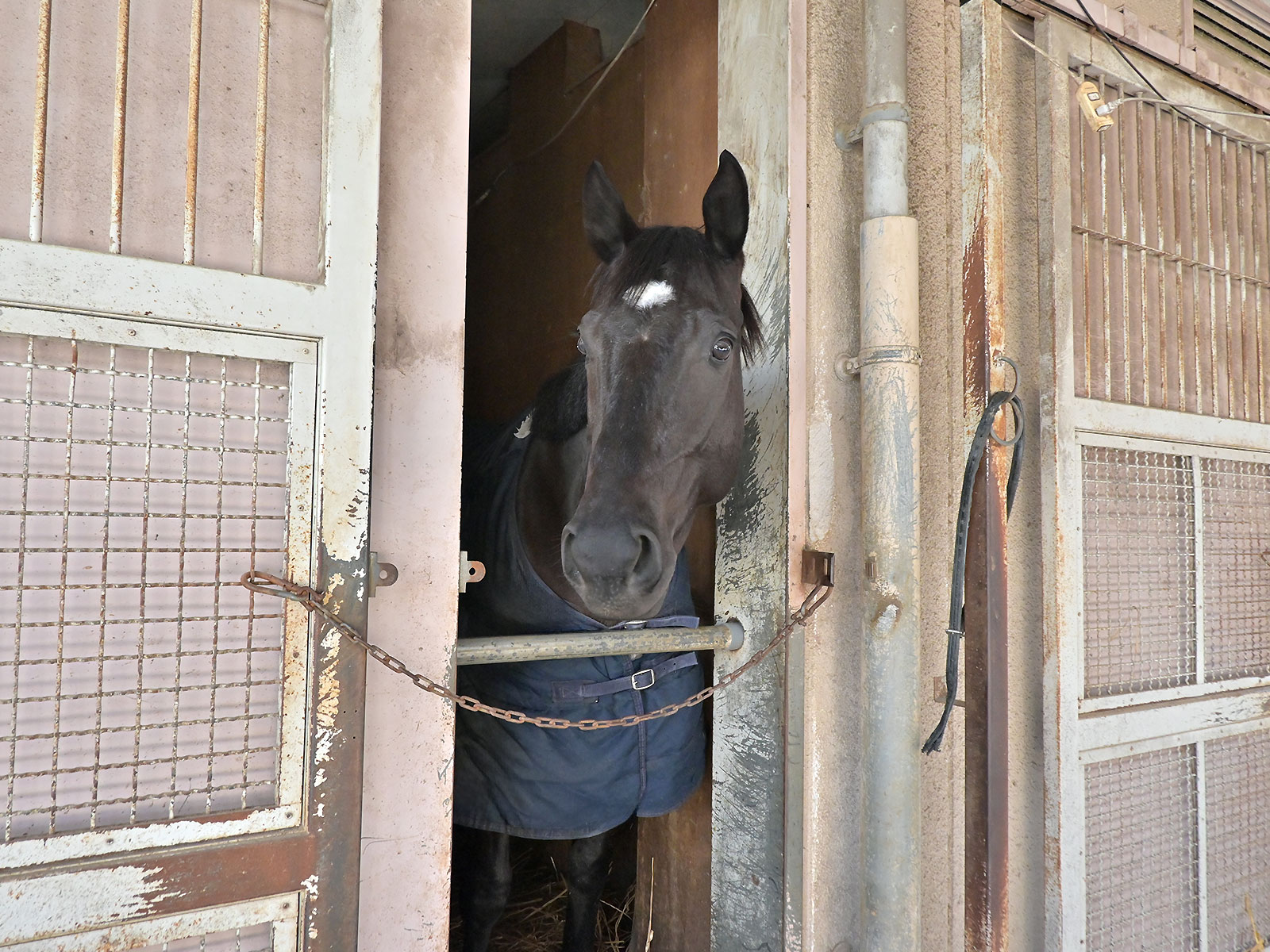 ベラジオドリームのサブ画像