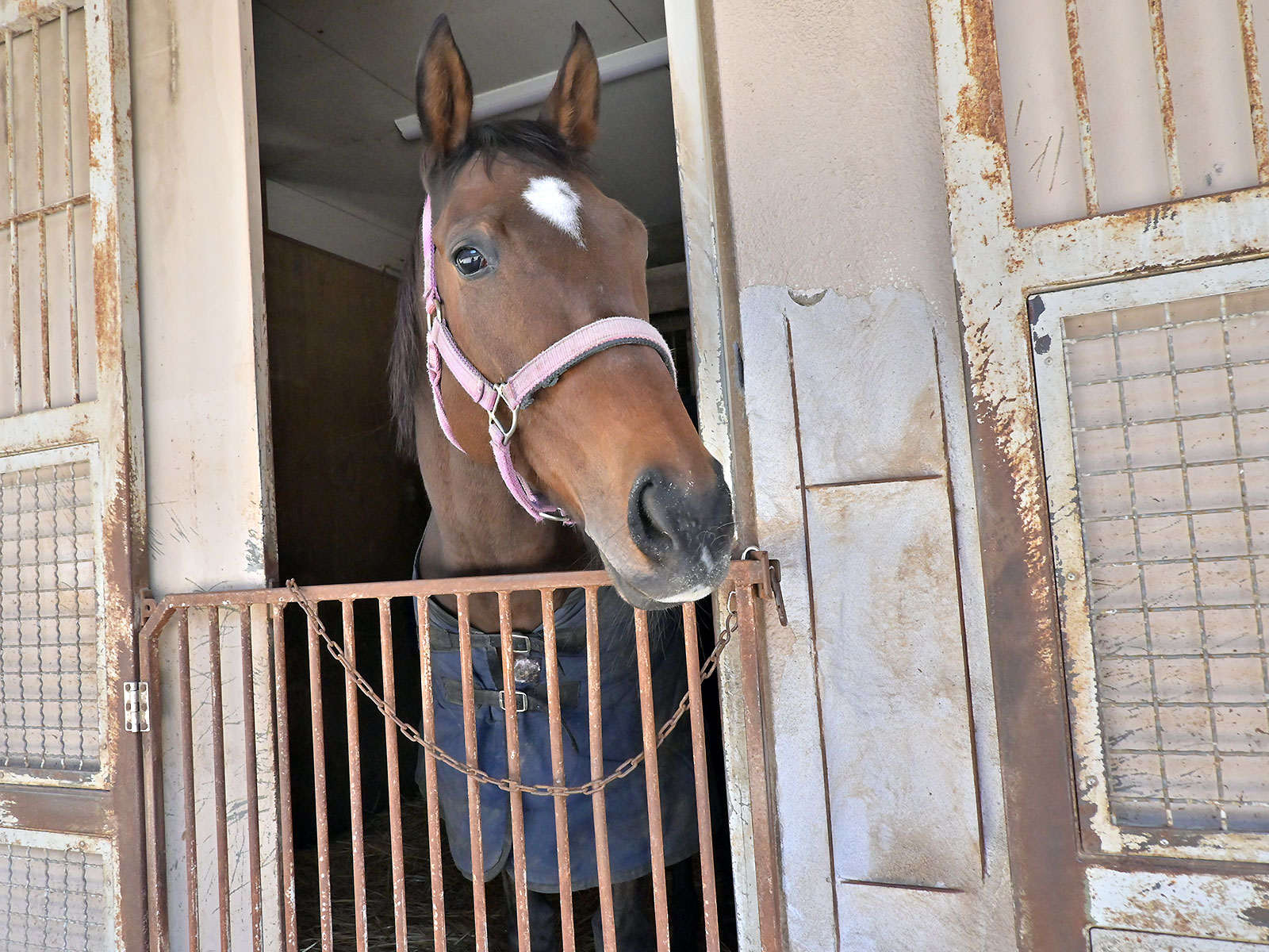 アカザのサブ画像