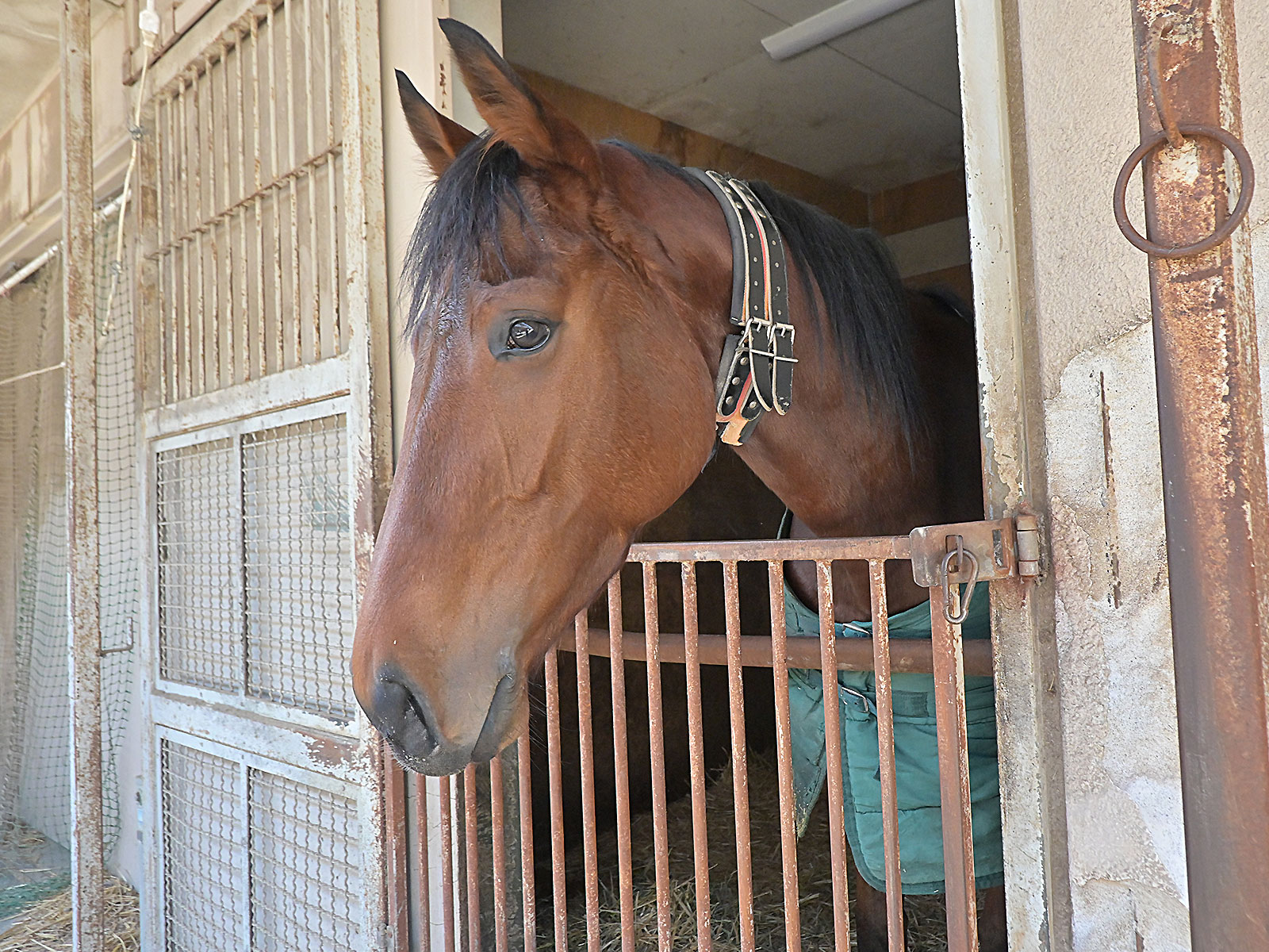 グランロゼの画像