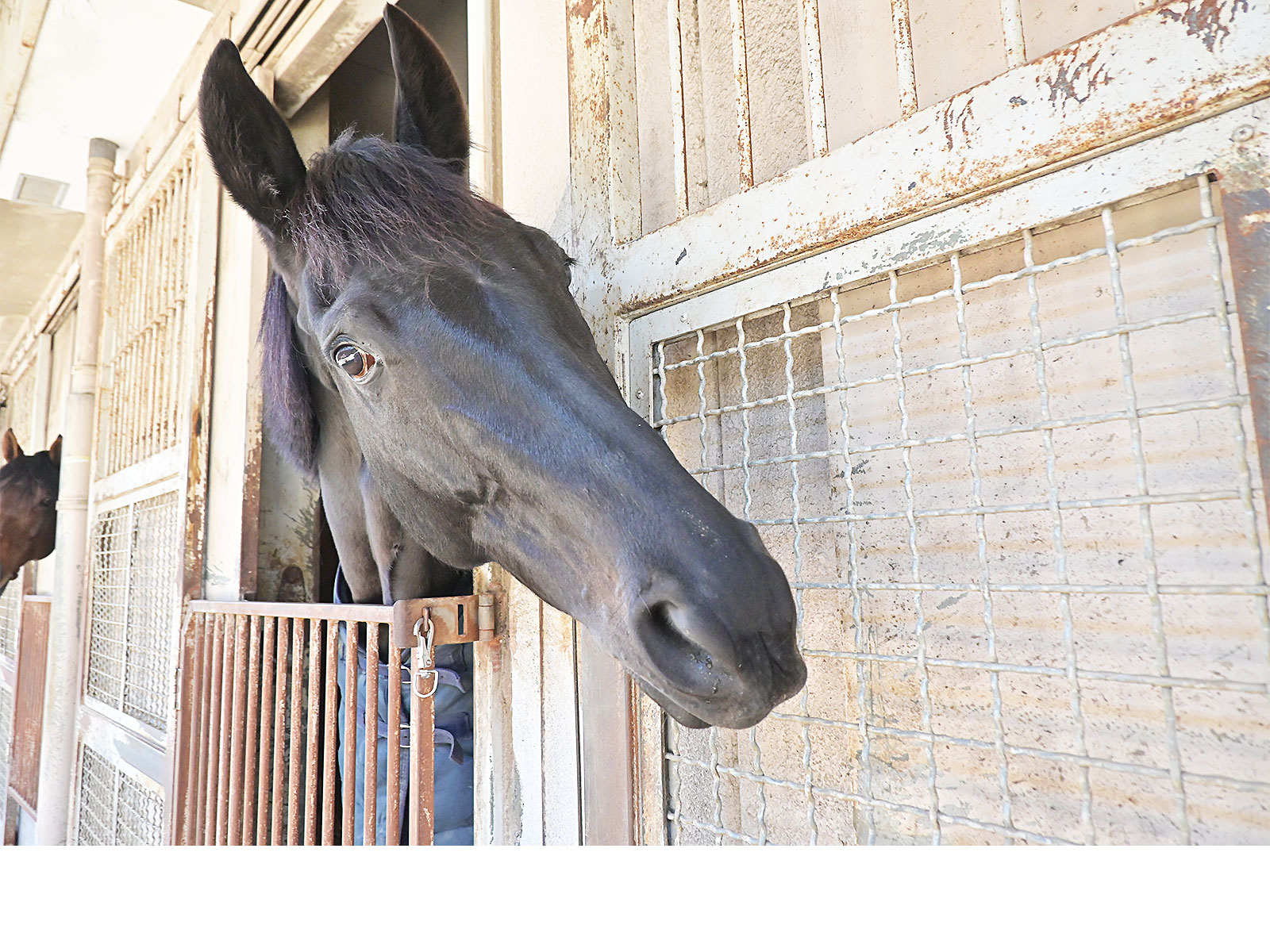 オズモポリタンの画像