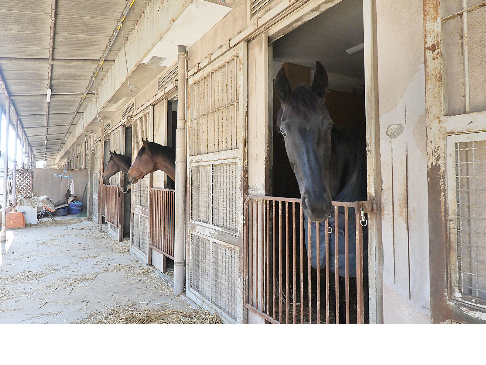 オズモポリタンのサブ画像