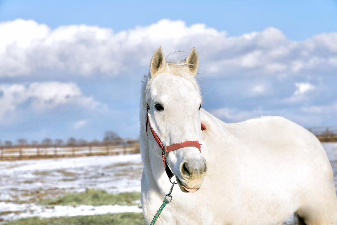 キャプテントゥーレ