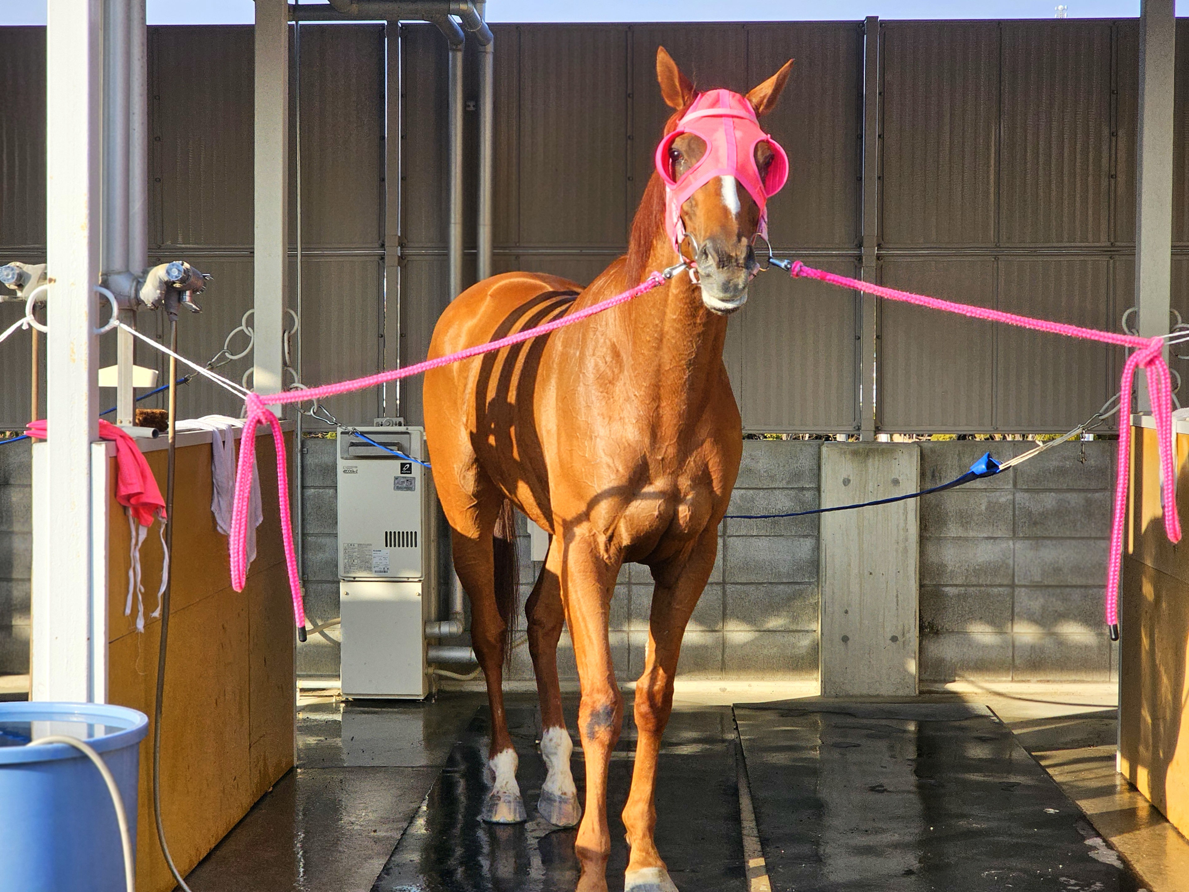 マイネルイヴィンスのサブ画像