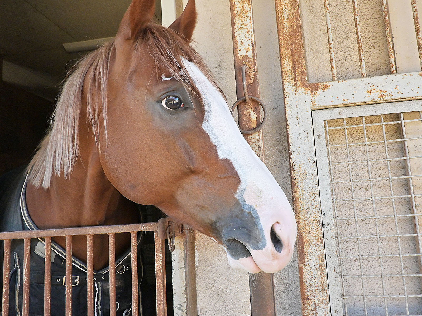 モノノフノミチのサブ画像