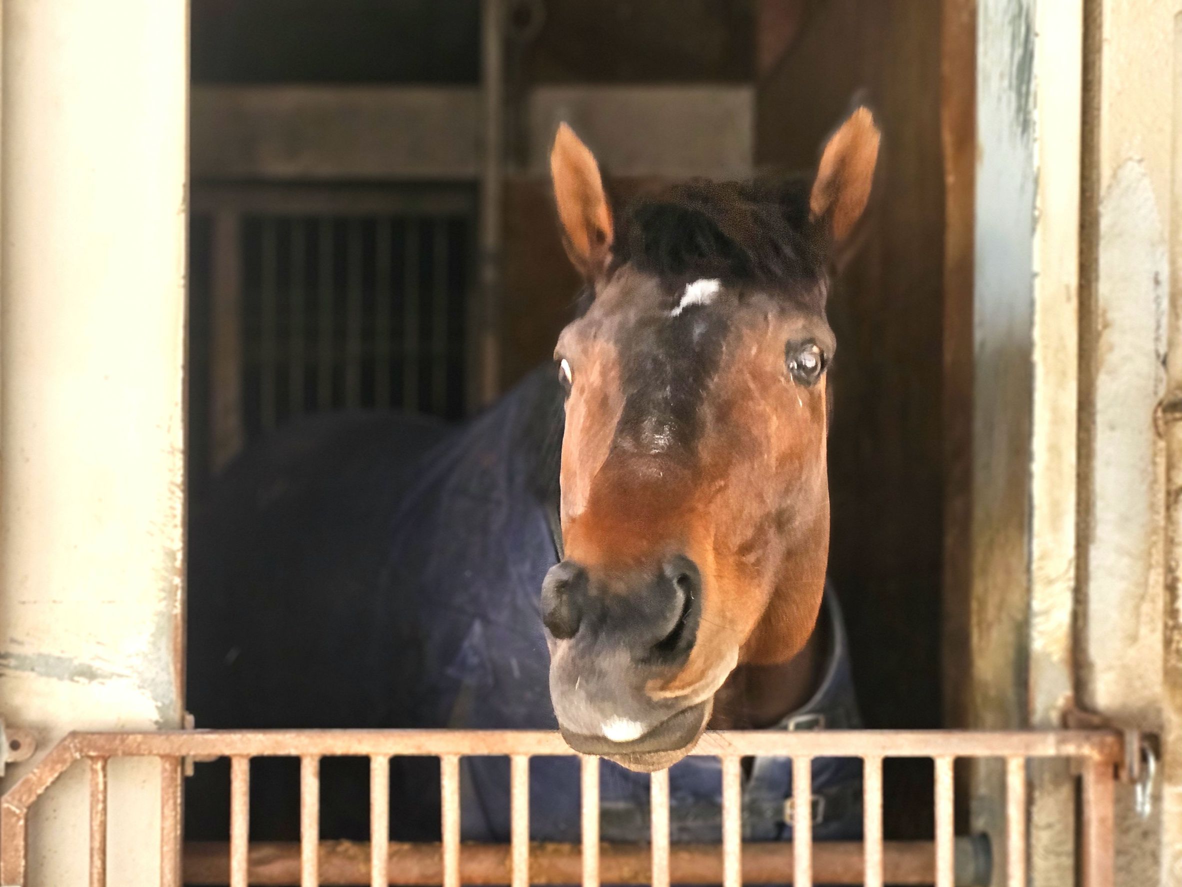 グランドルチルの画像