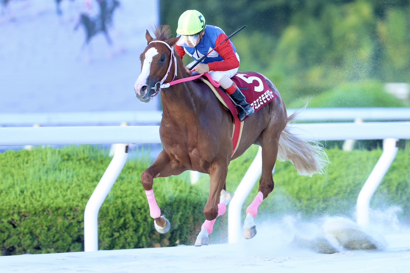 マミエミモモタローの画像