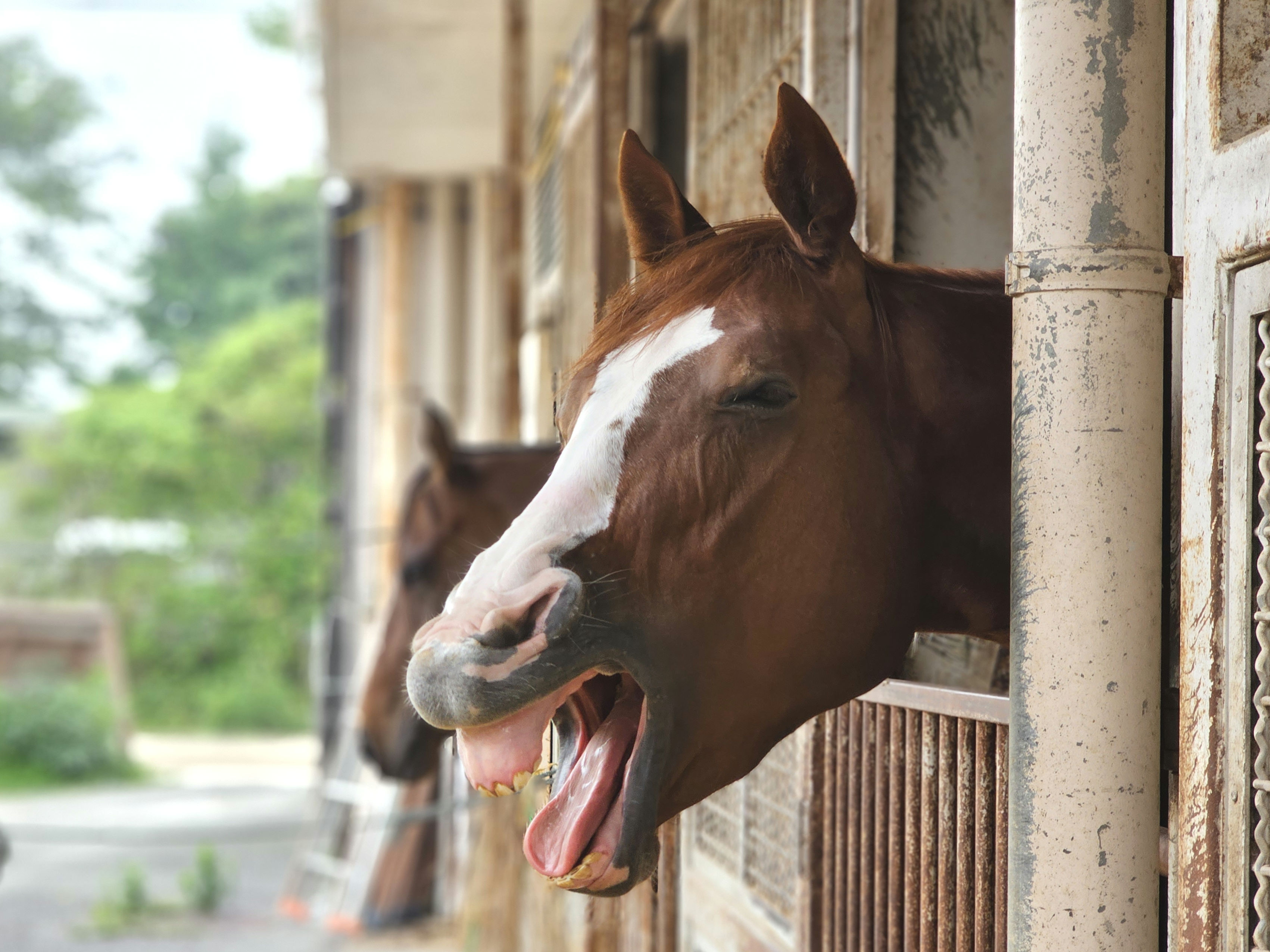 マミエミモモタローのサブ画像
