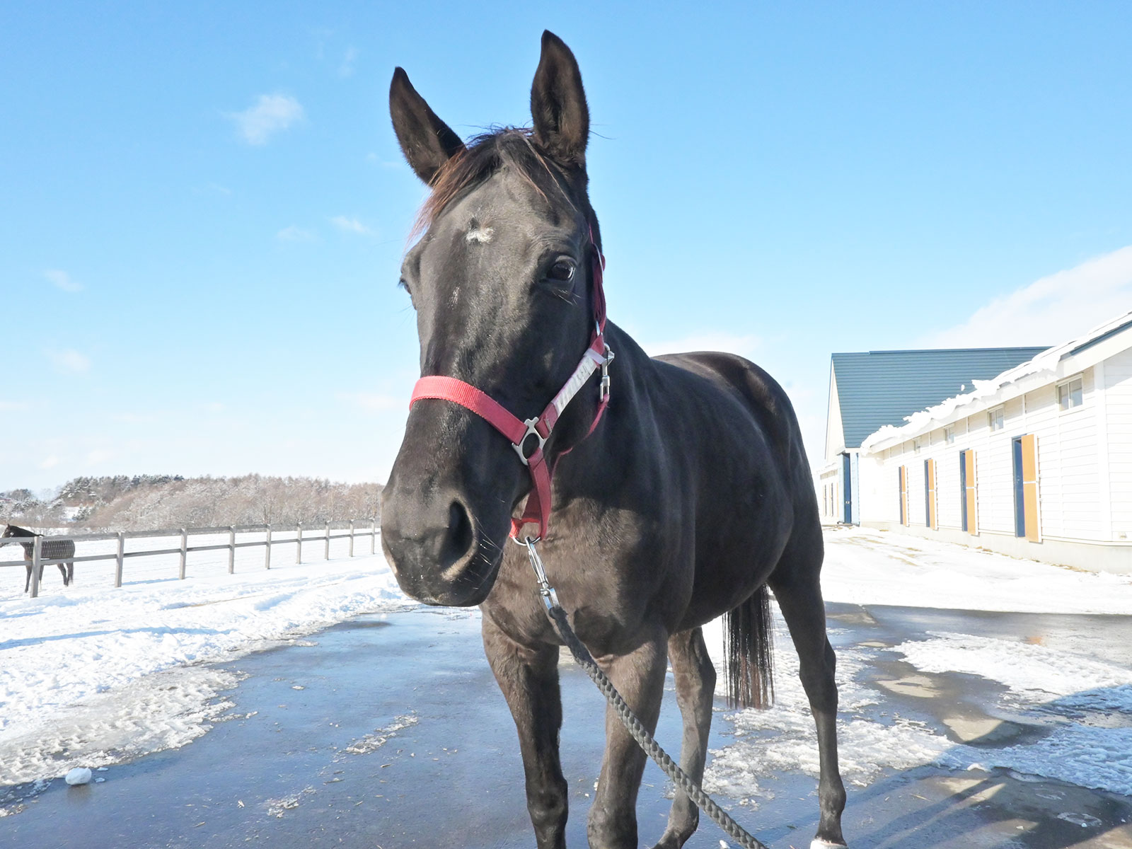 アーテルアストレア