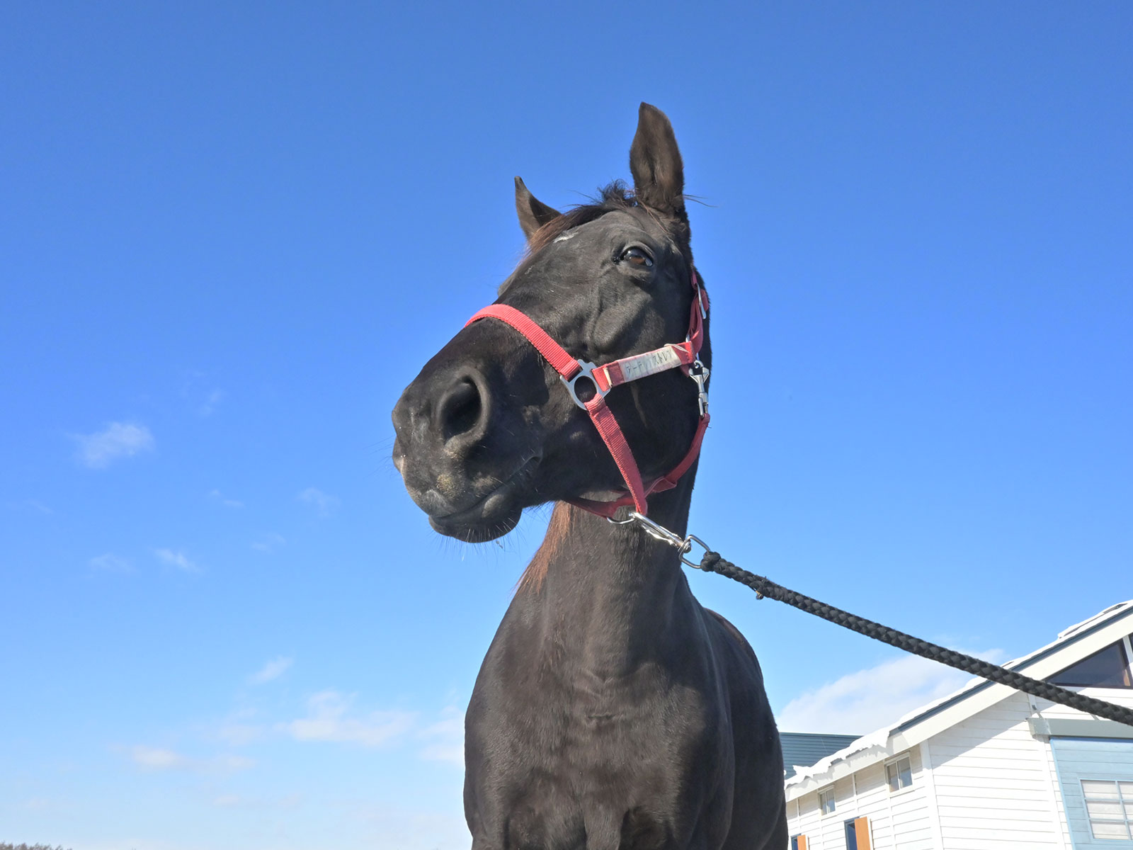 アーテルアストレアのサブ画像