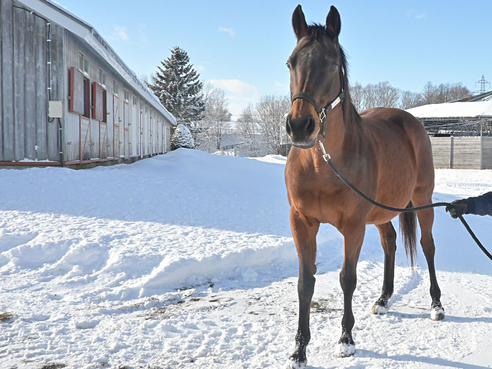 レジネッタのサブ画像