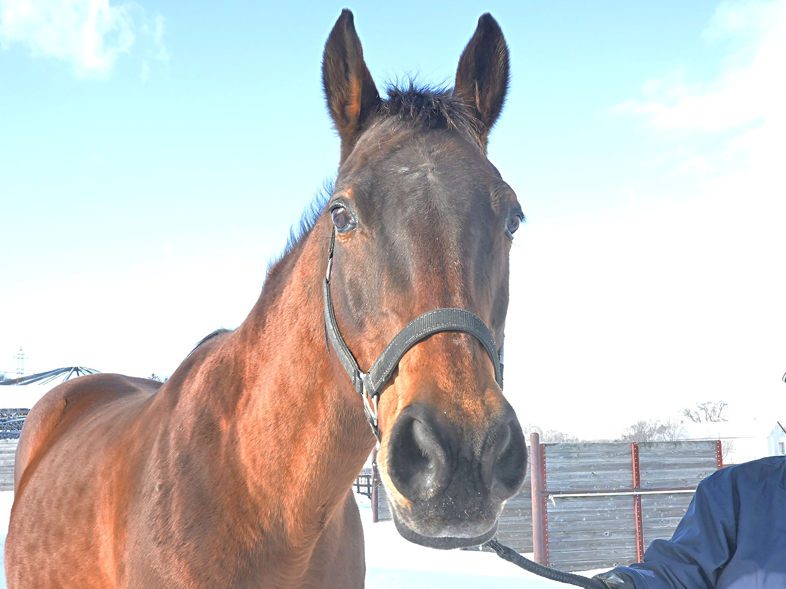 レジネッタのサブ画像