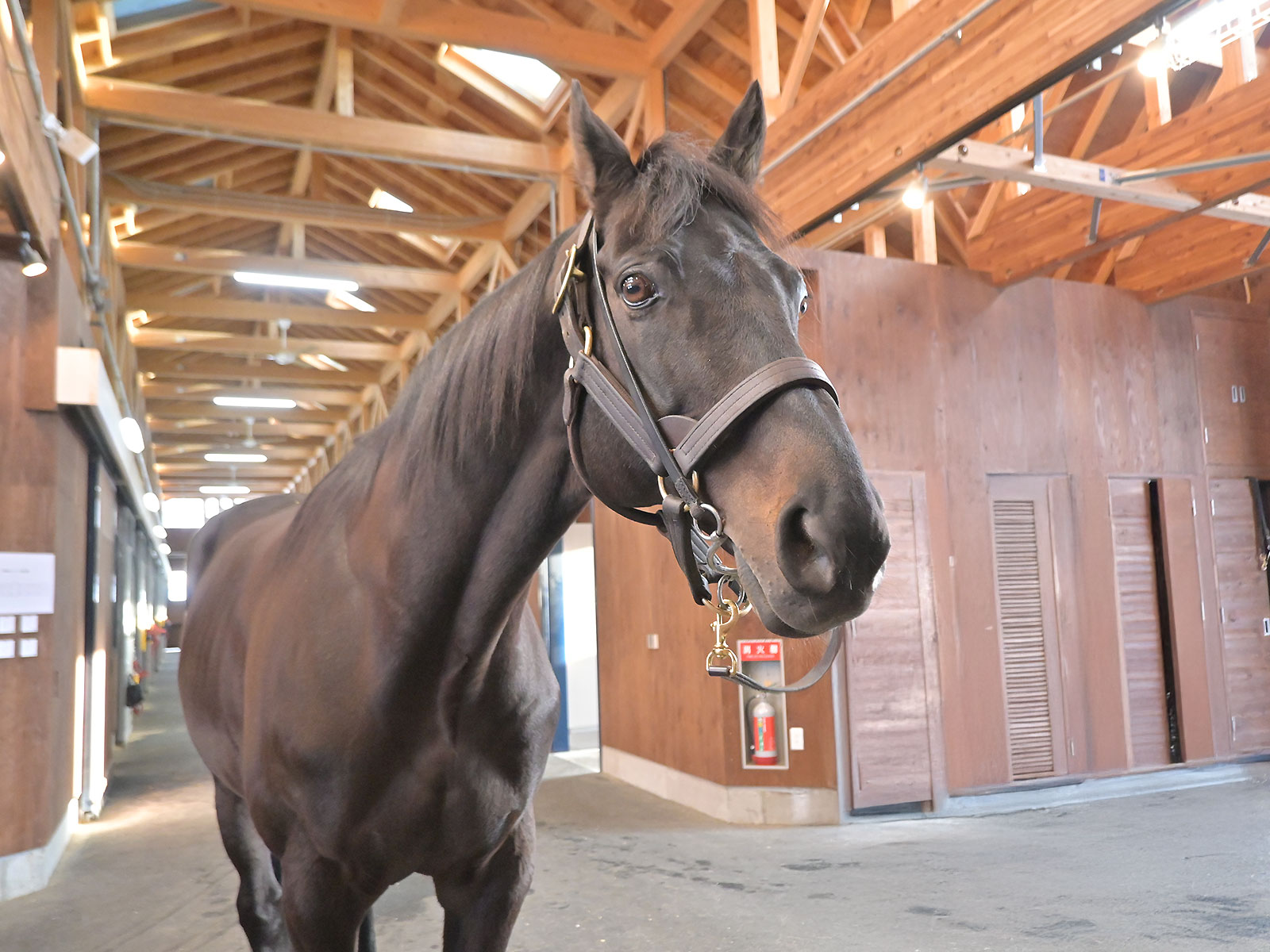 サングレーザー