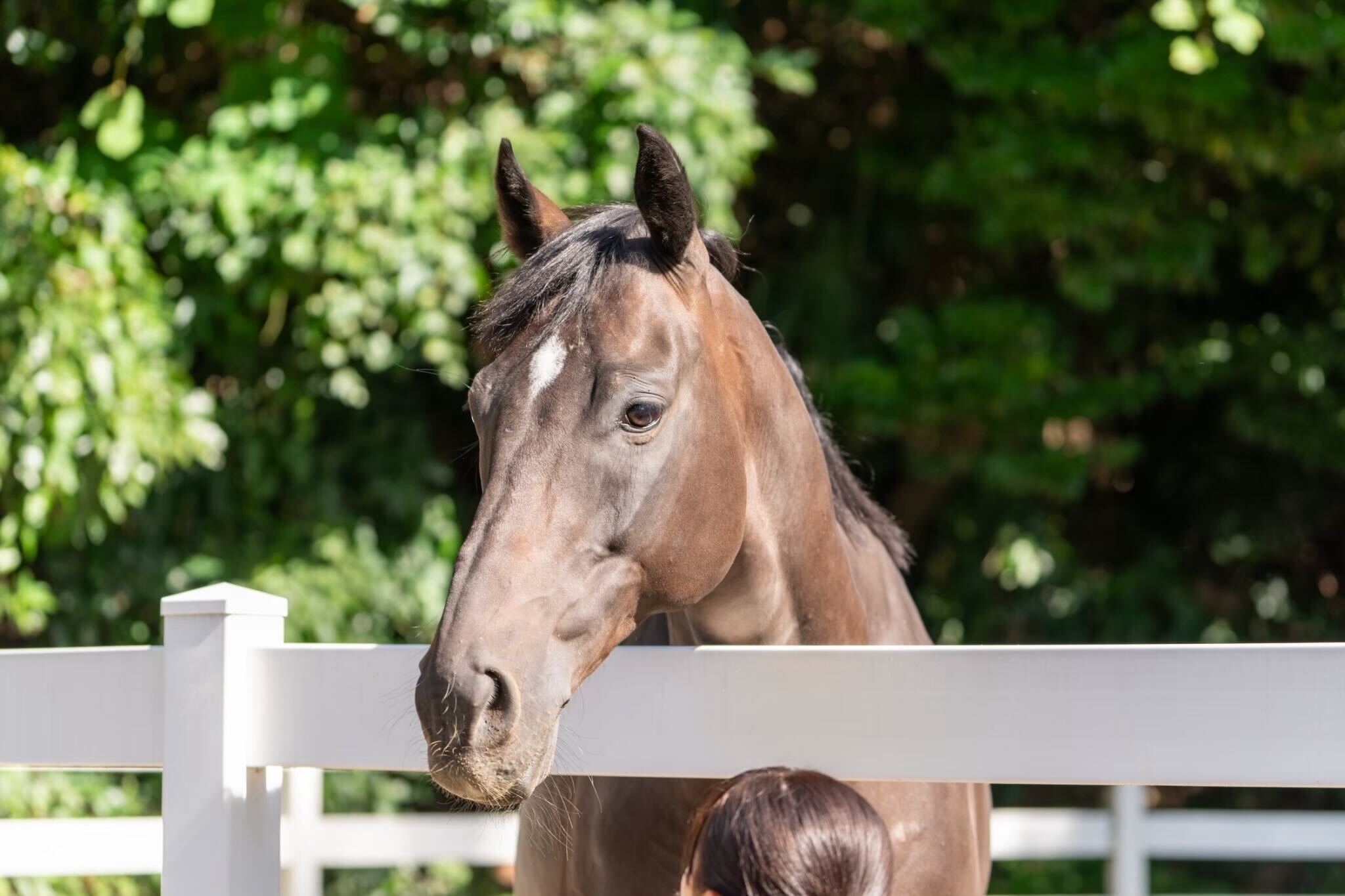ミッキーブラック（幹桜）