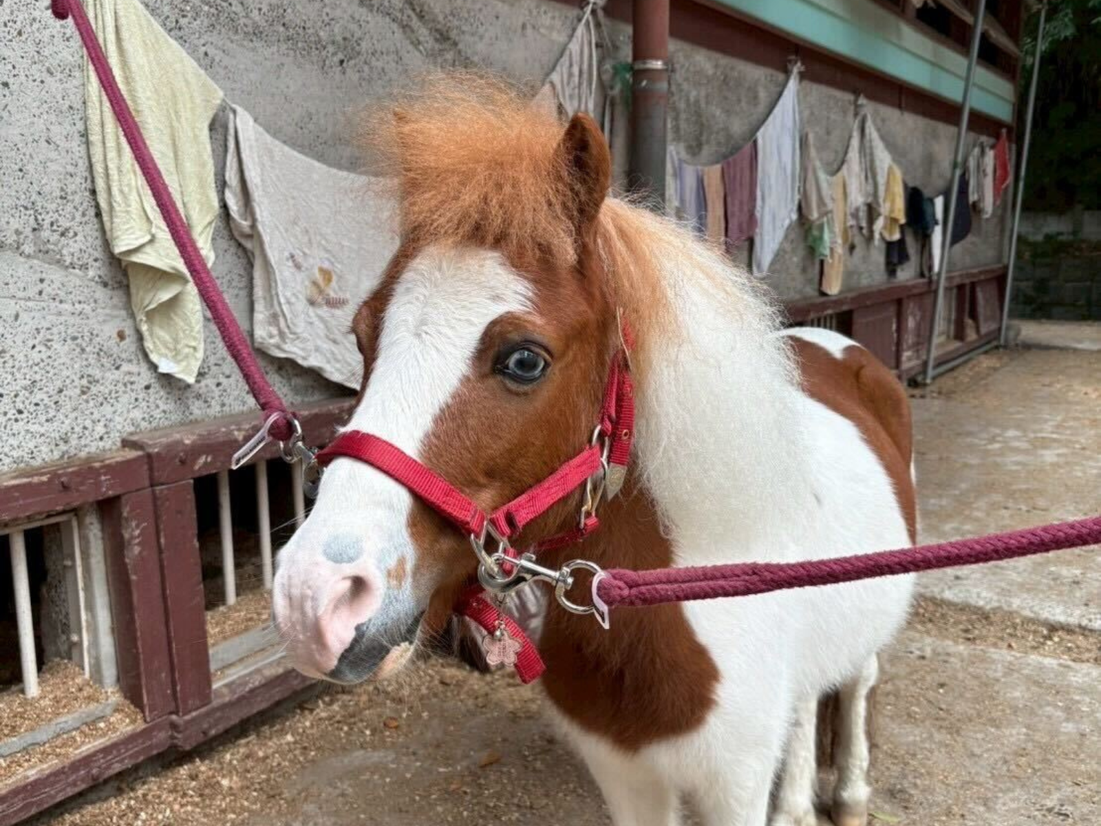 幸太郎のサブ画像