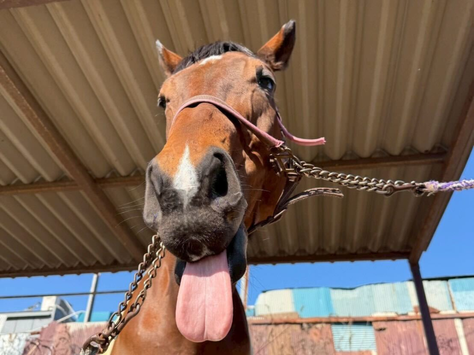イエスサンキュー（秀桜）