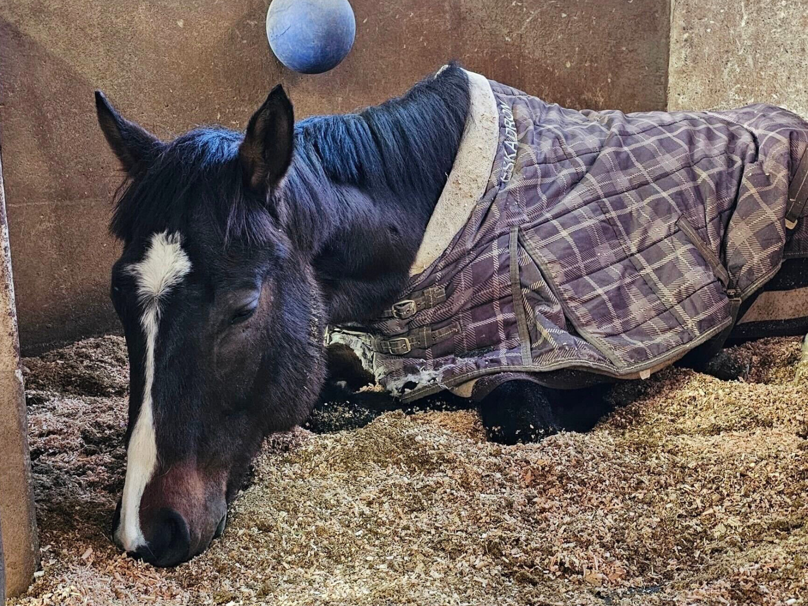 ムサシサカイ（武蔵桜）のサブ画像