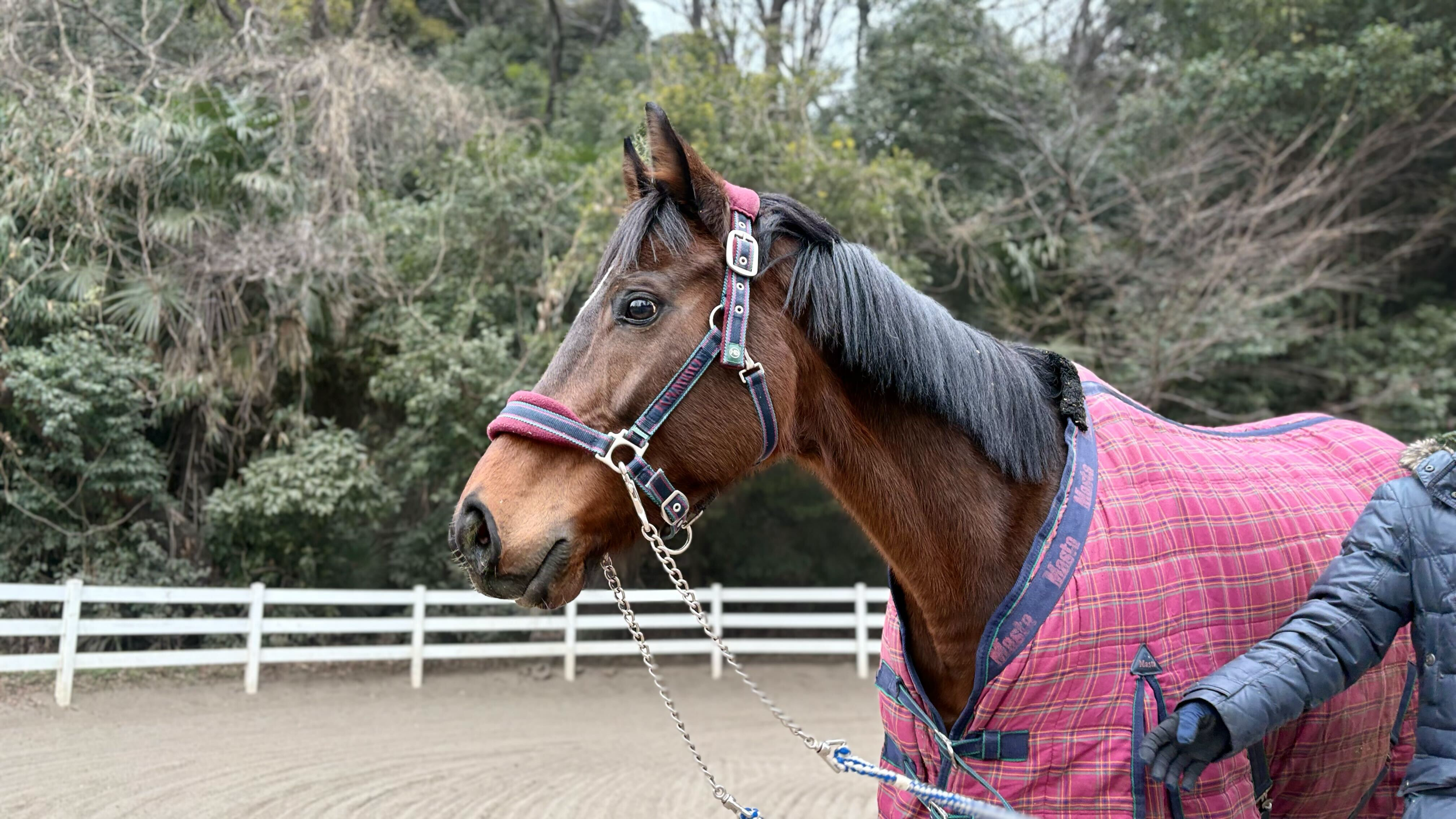 メイクミーラフ（千笑桜）