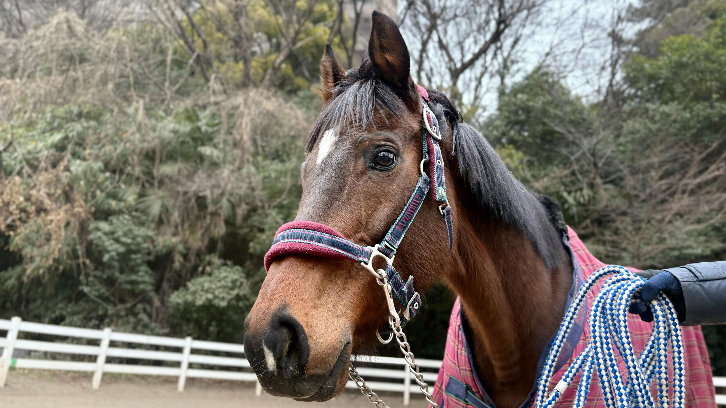 メイクミーラフ（千笑桜）のサブ画像