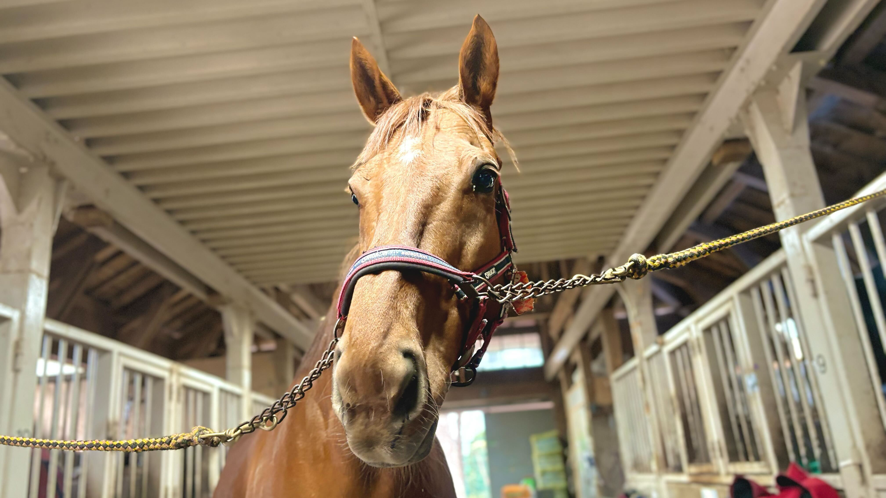 スマートリゲル（獅桜）のサブ画像