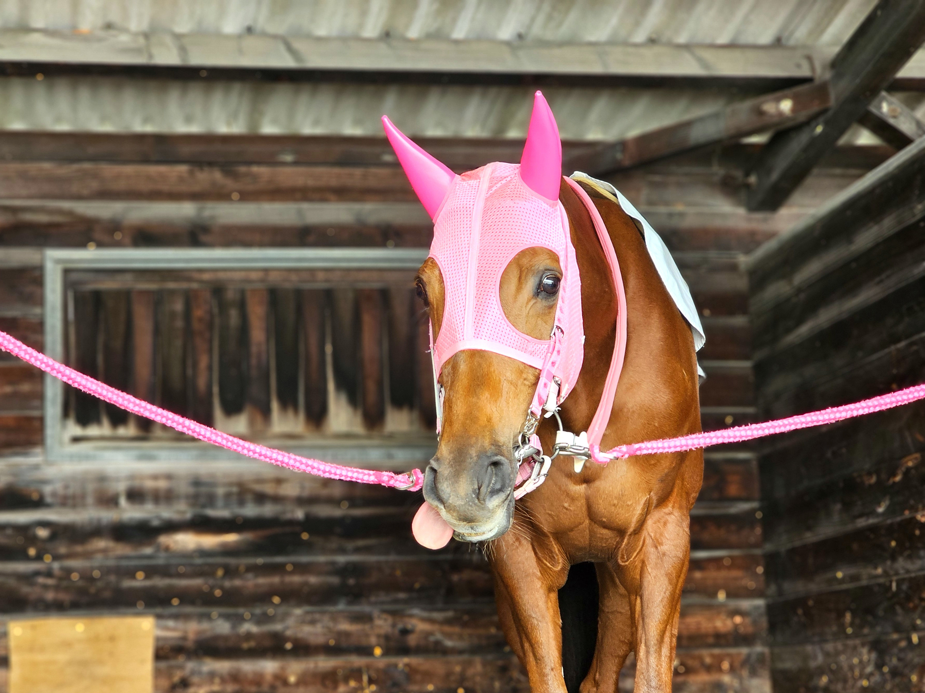 グランテミスの画像