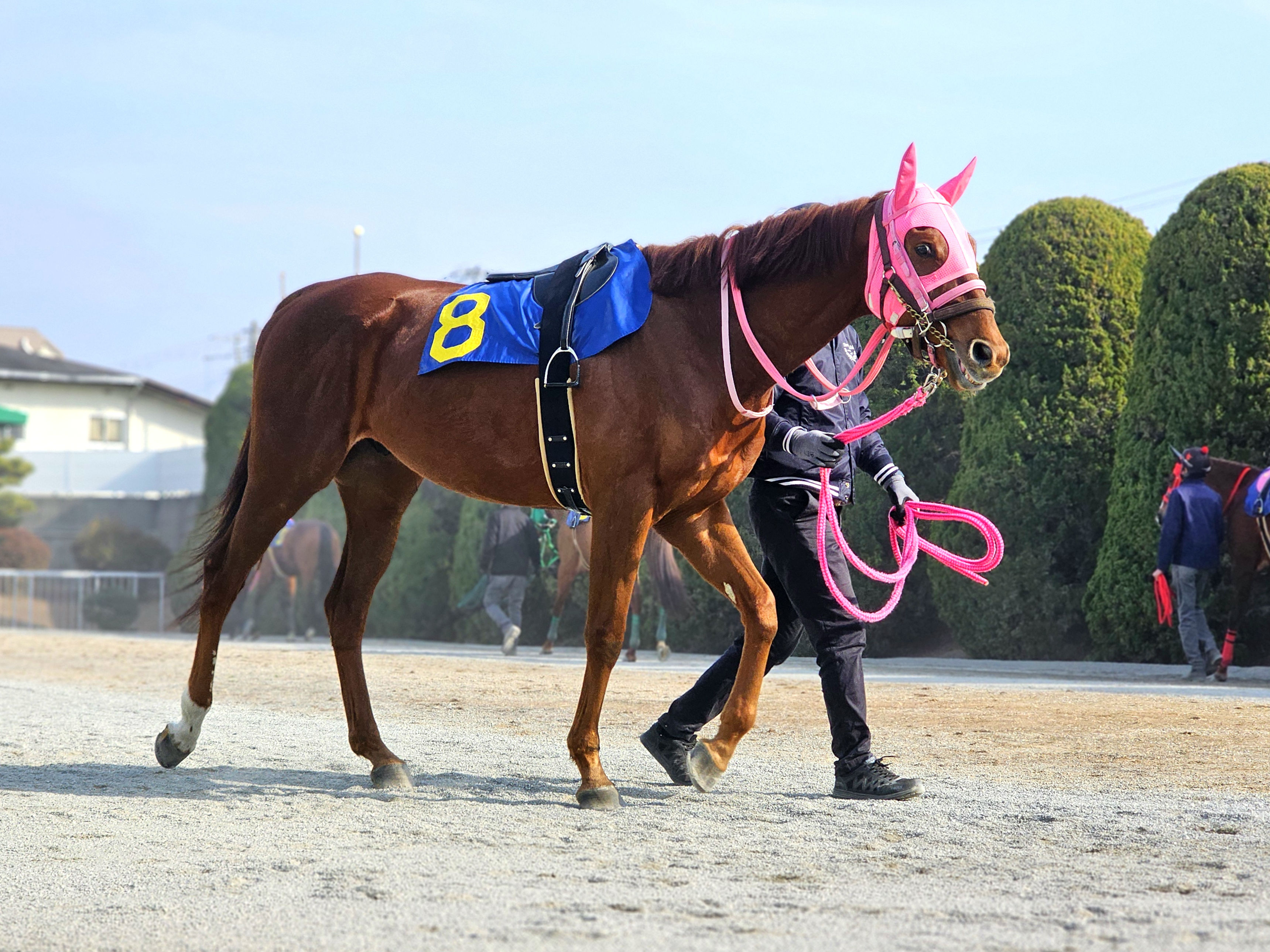 テーオーニコラスの画像