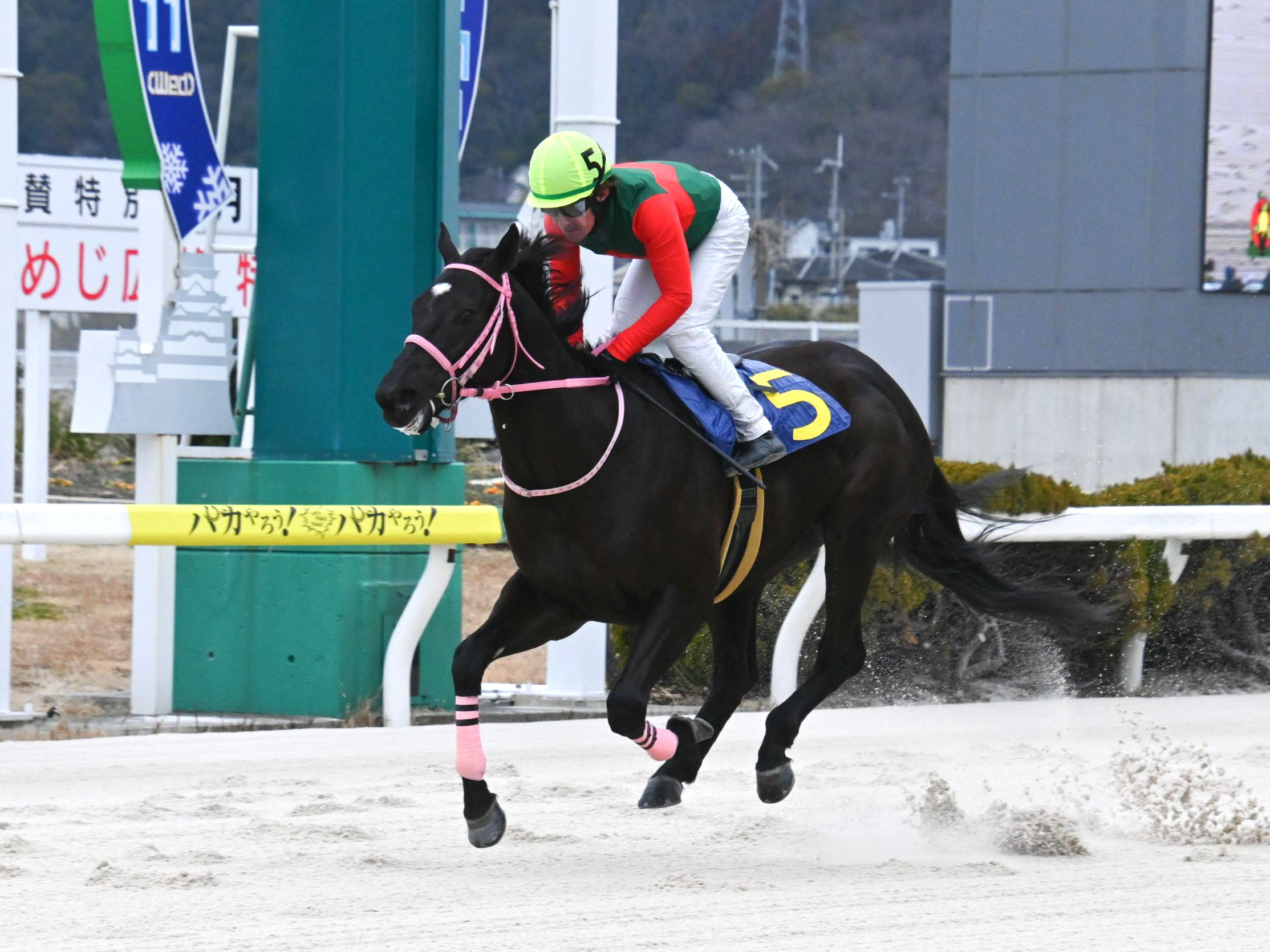 ベラジオドリームの画像