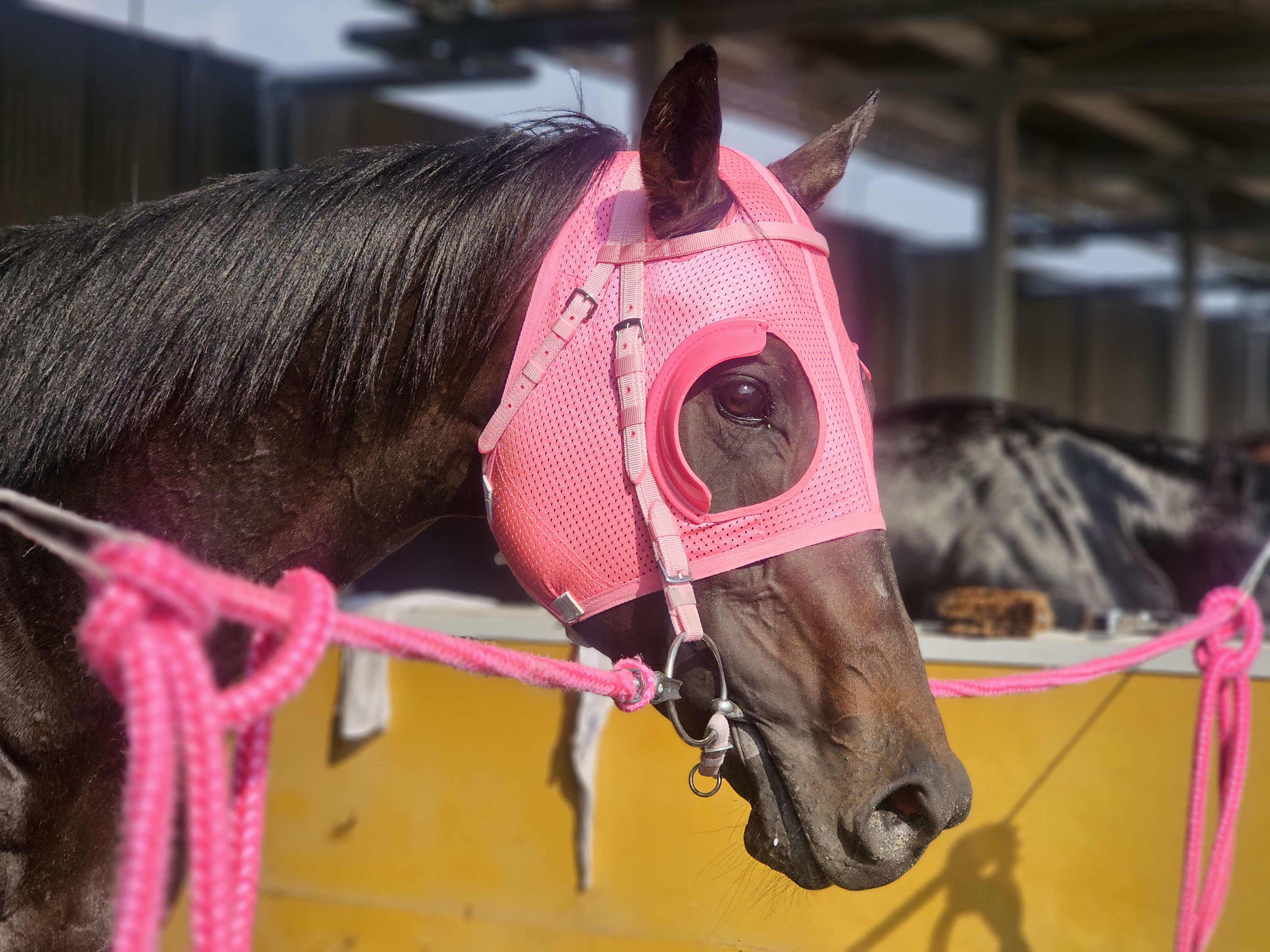 モイスチャーの画像