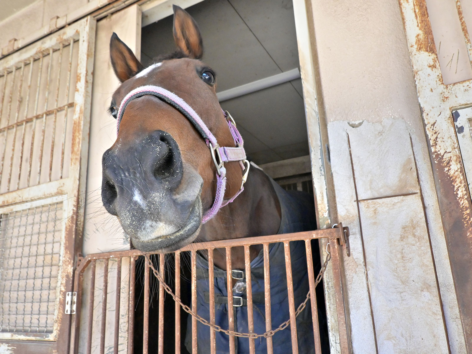 アカザのサブ画像