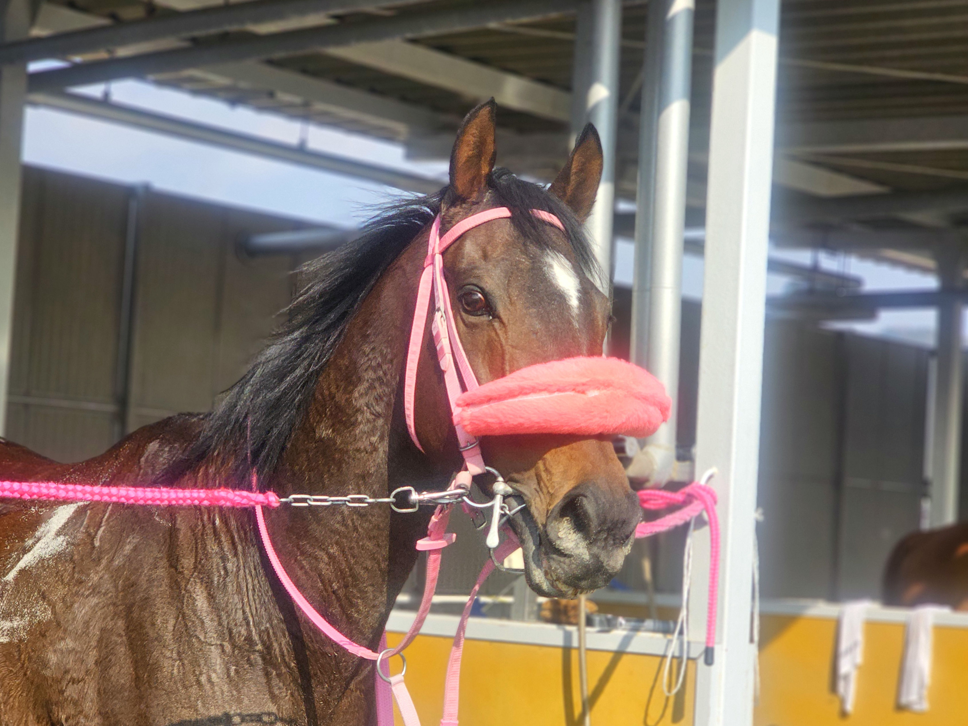 ブレーヴウィザードのサブ画像