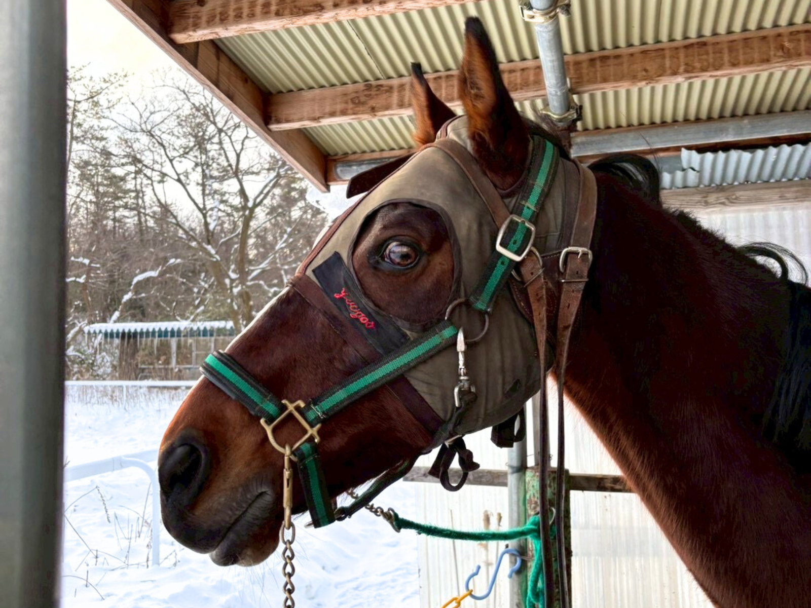 ユウガオ(コスモユウチャン）