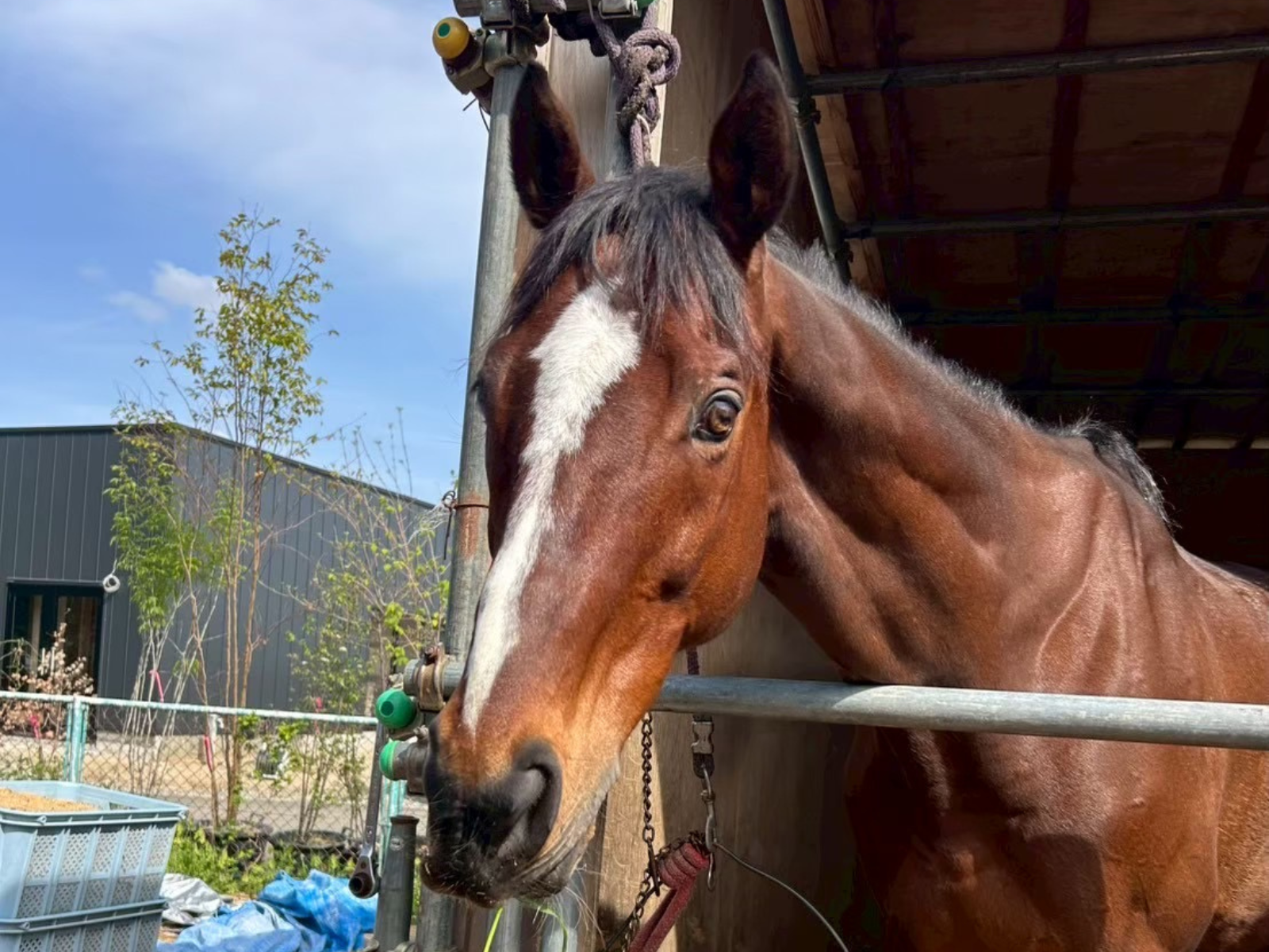 ユウガオ(コスモユウチャン）のサブ画像