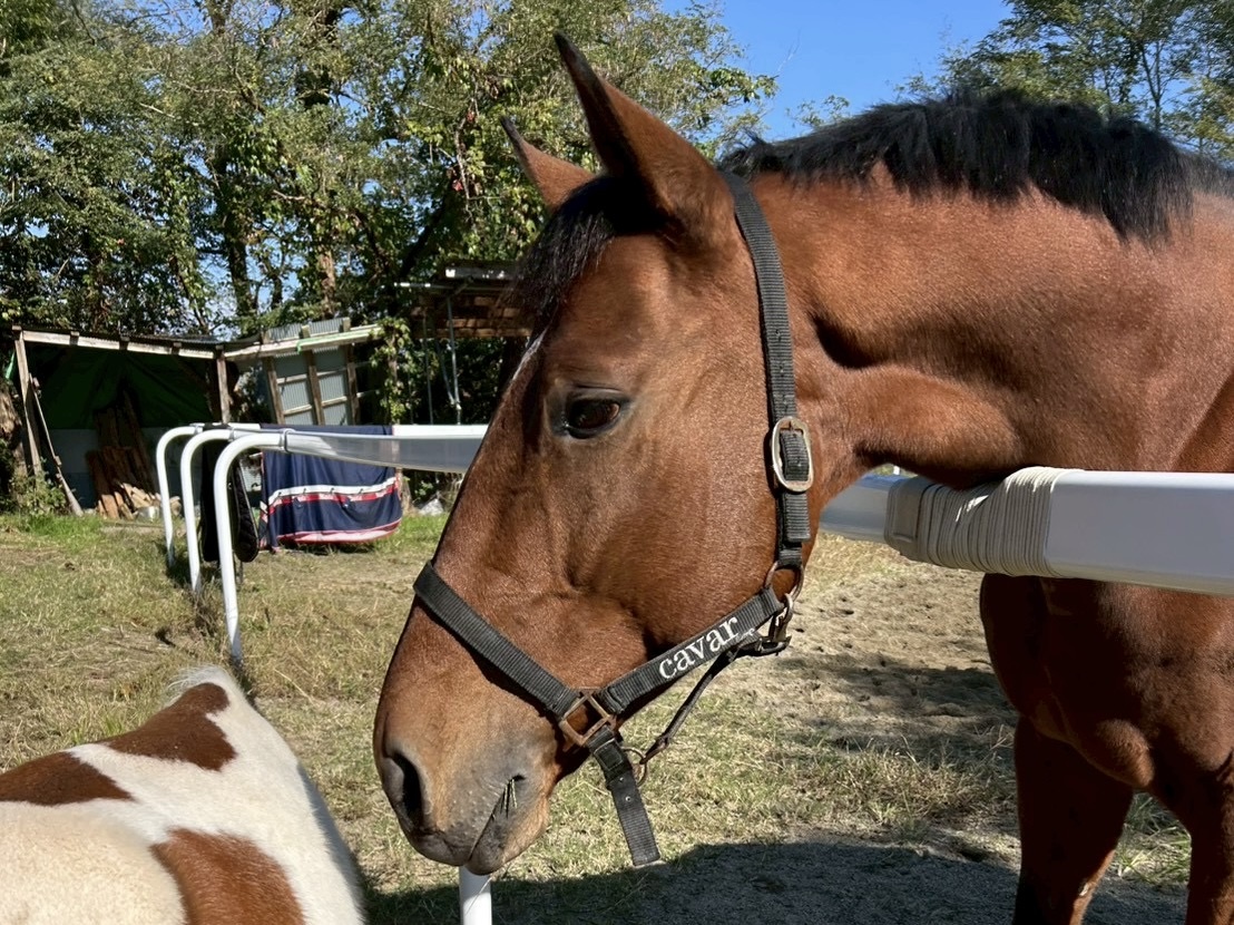 ノースアリュール