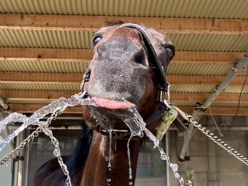 ユズレモンのサブ画像