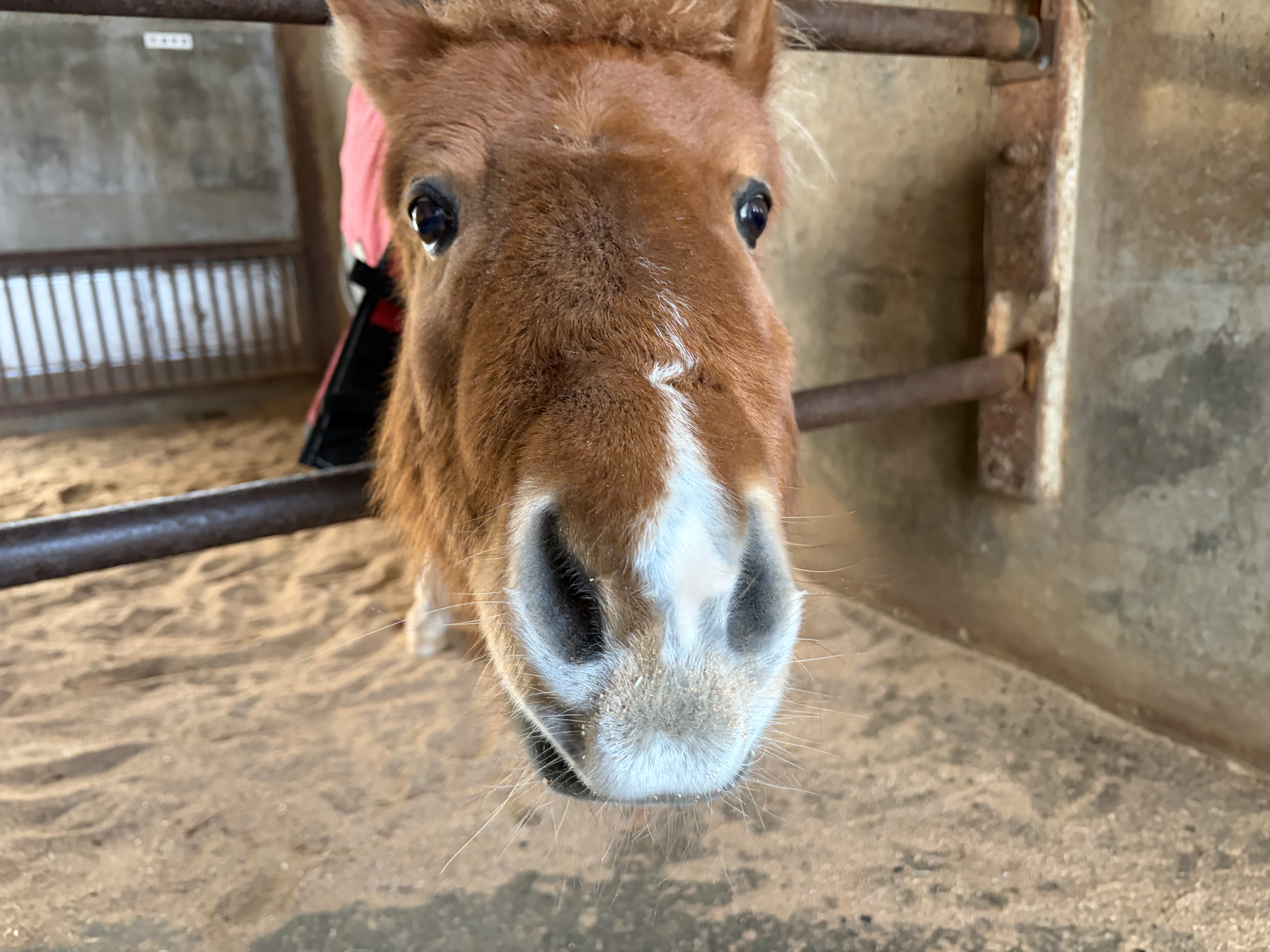 はっぴーのサブ画像