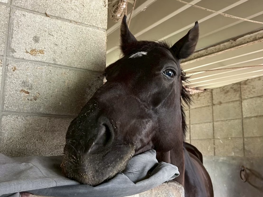 アジュールローズ