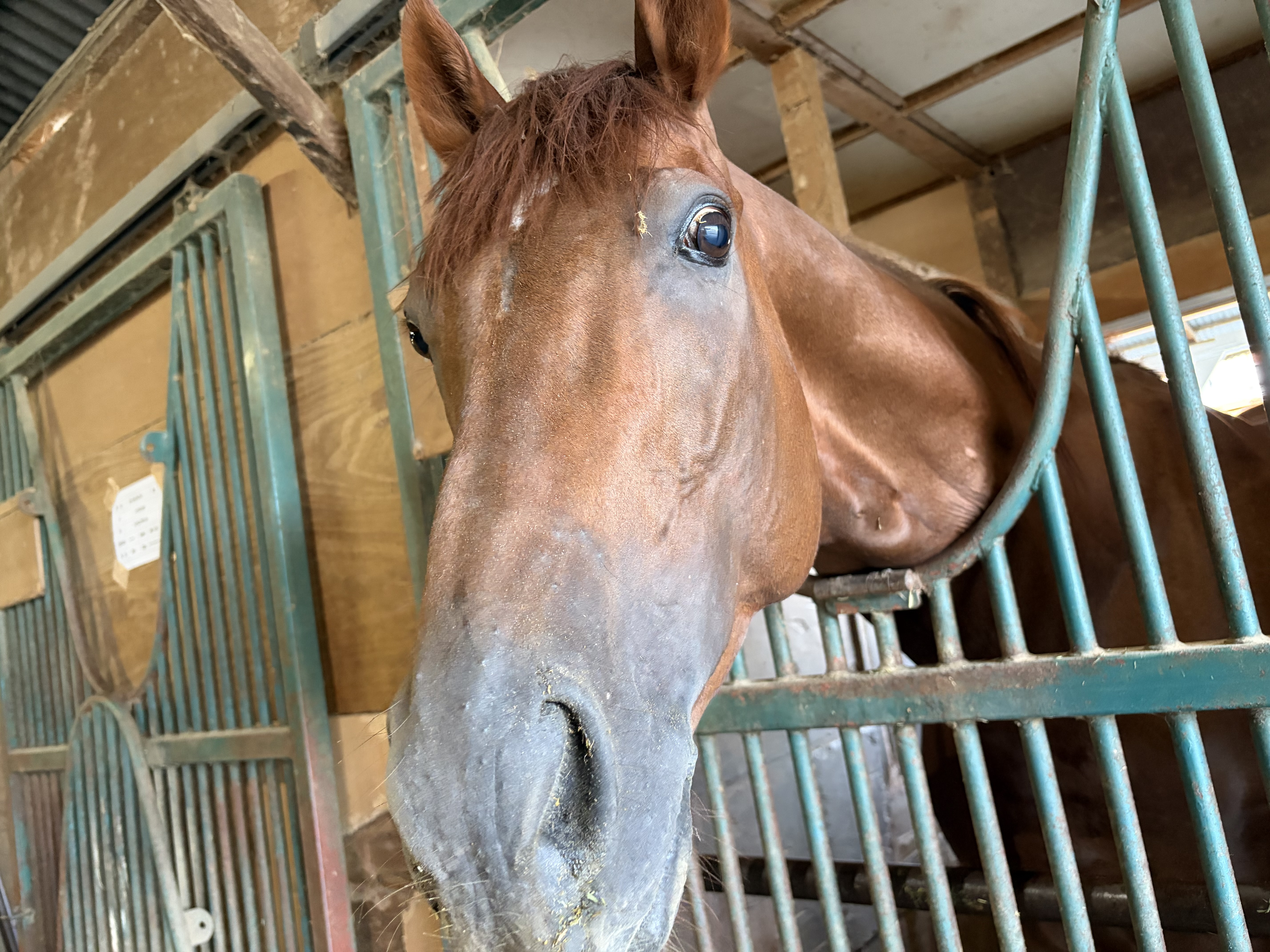 マイネルウォーリアのサブ画像