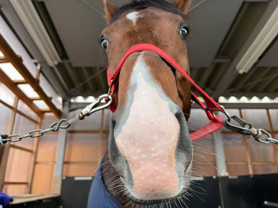 船橋競馬大津剛厩舎の「ルセルマンダムール」が参加しました。