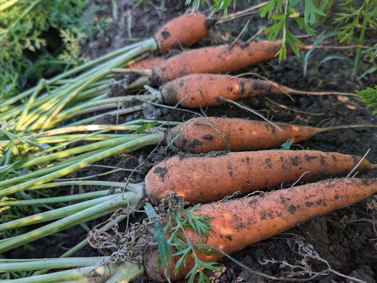 にんじんの出荷がスタートしました。