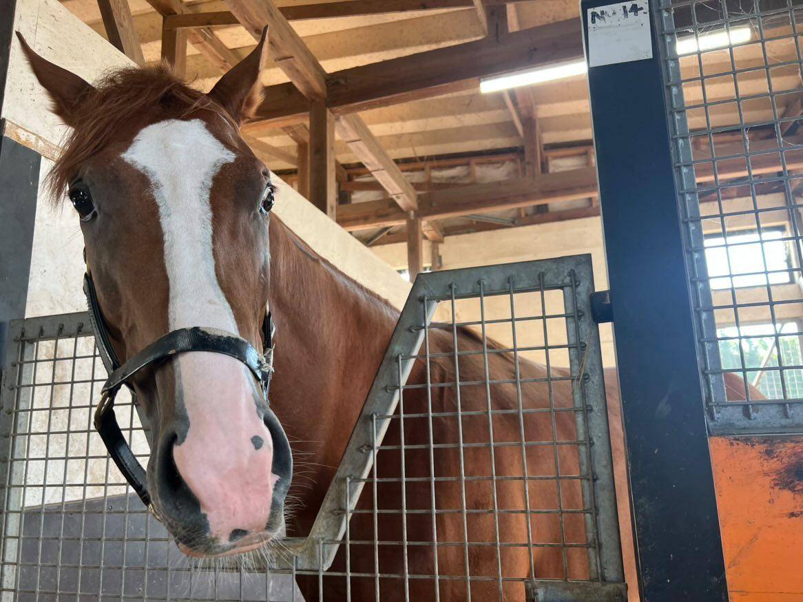 登録馬がいなくても馬の施設に贈ることができます