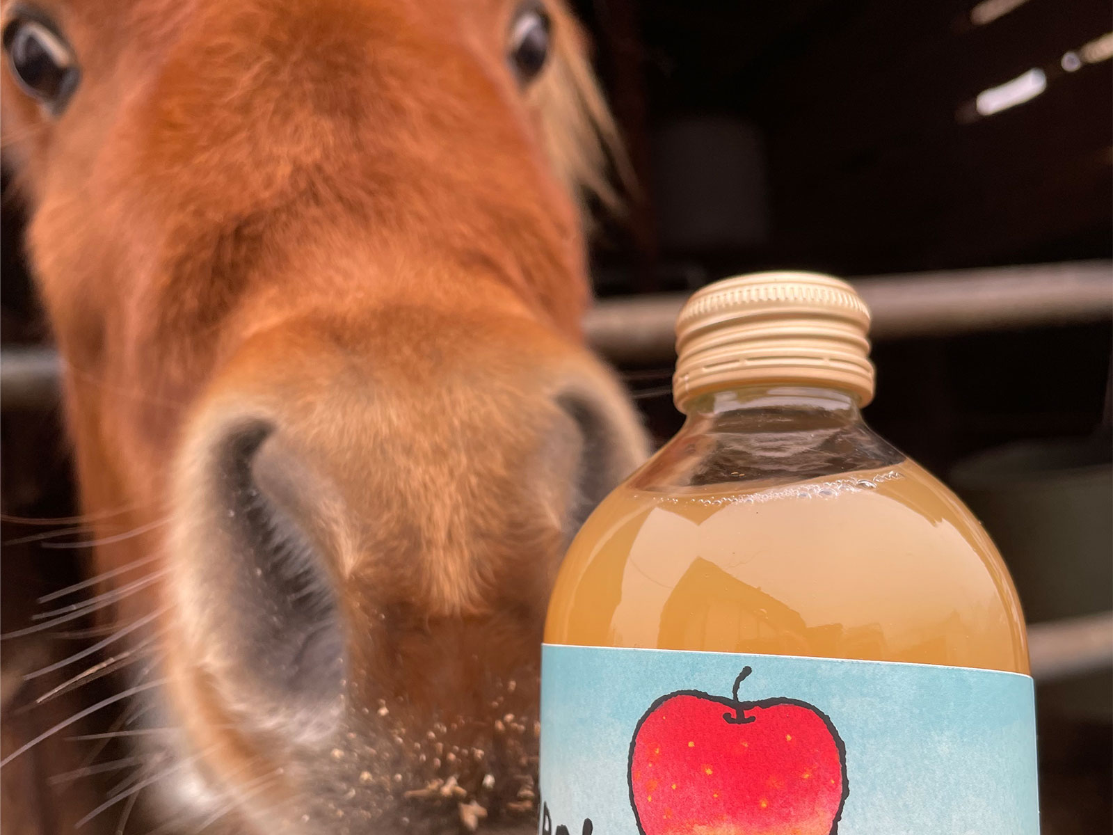 お馬さんにりんごが贈れる様になります(馬の堆肥で育てたりんご）