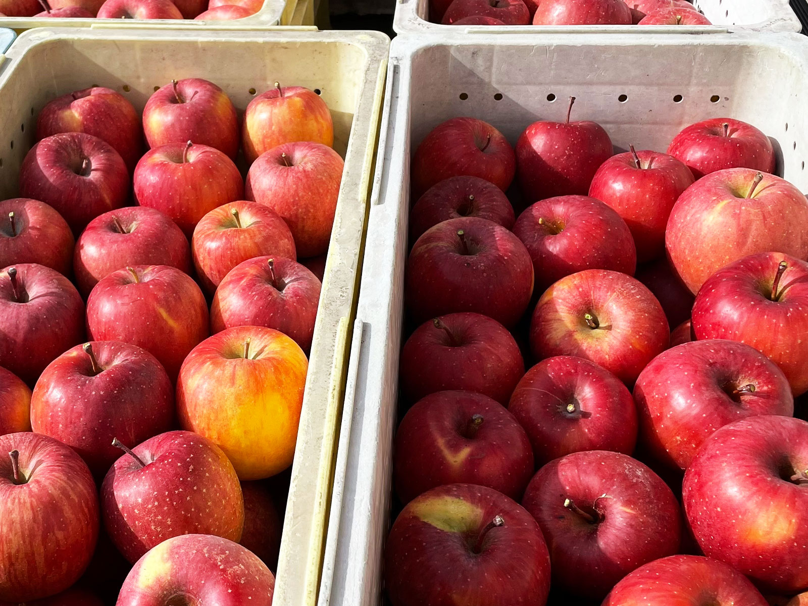 お馬さんにりんごが贈れる様になります(馬の堆肥で育てたりんご）の2枚目画像