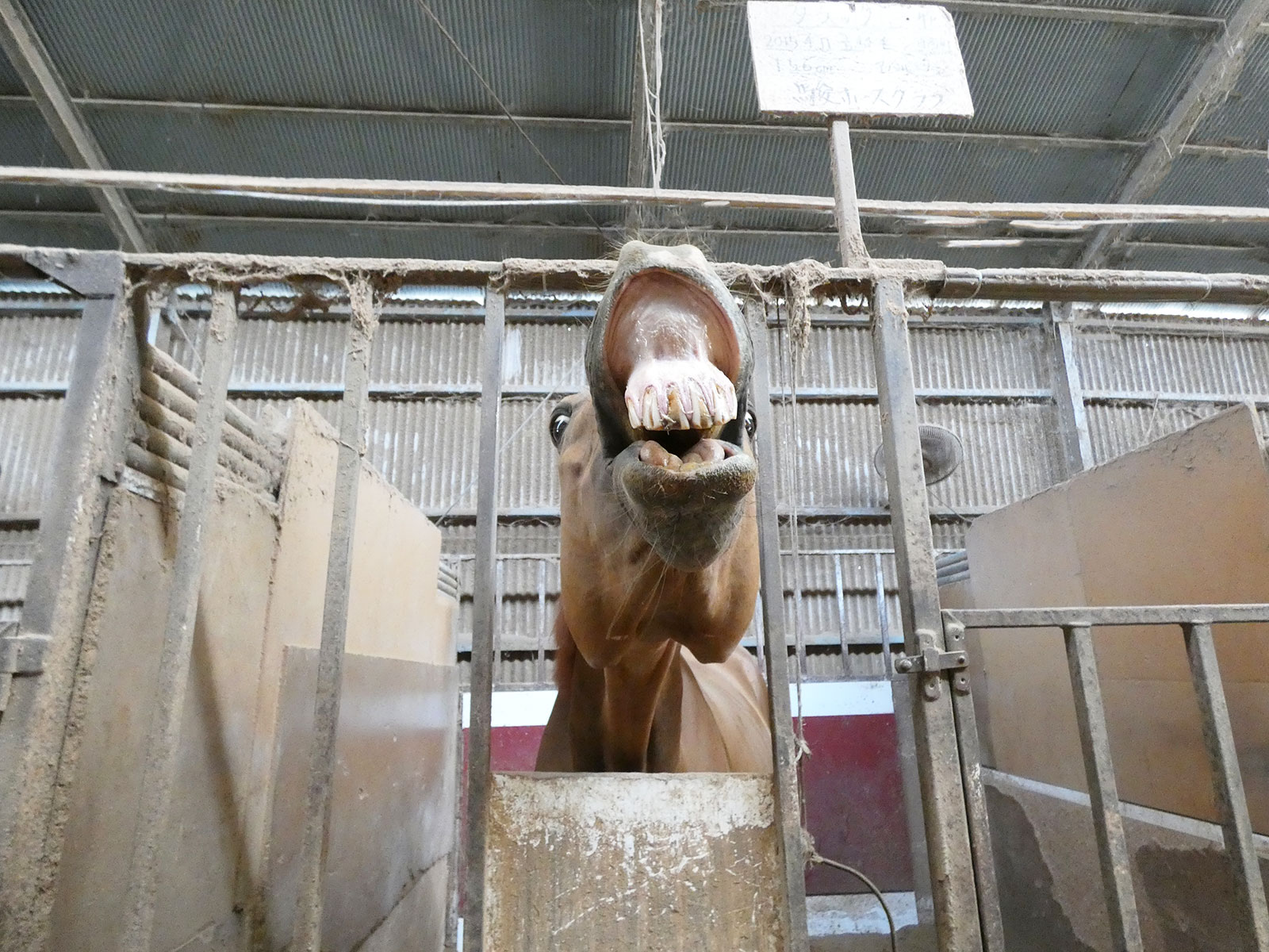 12月『うまのおやつ』を贈っていただいた皆様、ありがとうございました！