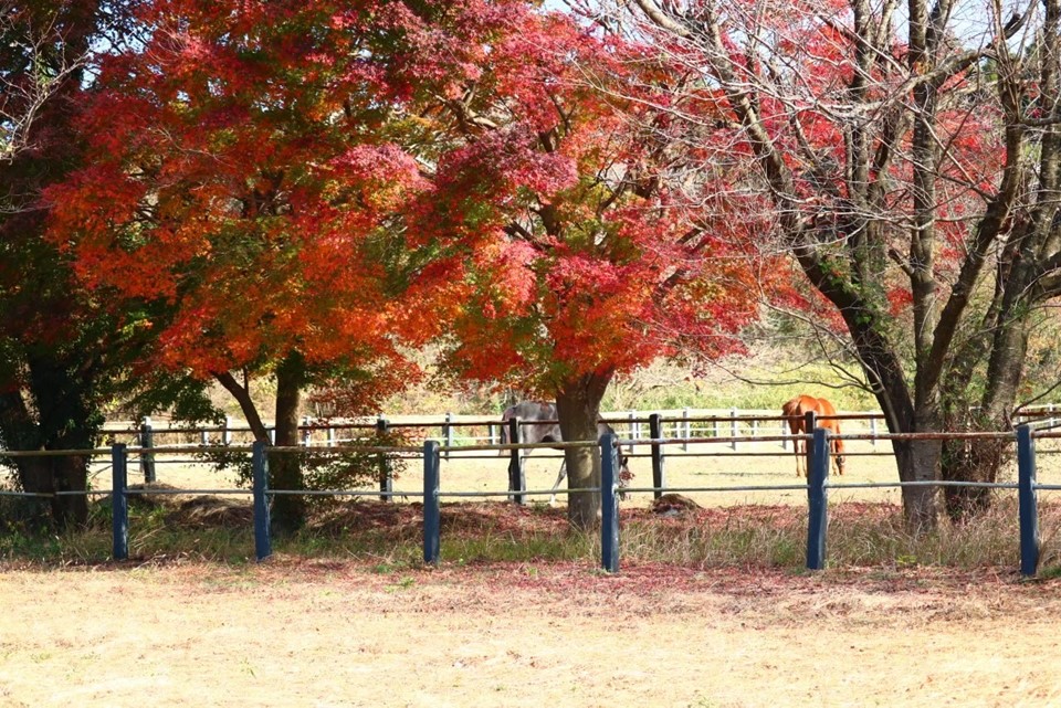 井ノ岡トレーニングセンターのカネノイロ、および育成中競走馬が参加しました!の2枚目画像