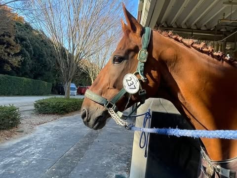 京都大学 体育会馬術部の京欅、アイリ、京恋、京桜、京砦、京毬藻が参加しました！の3枚目画像