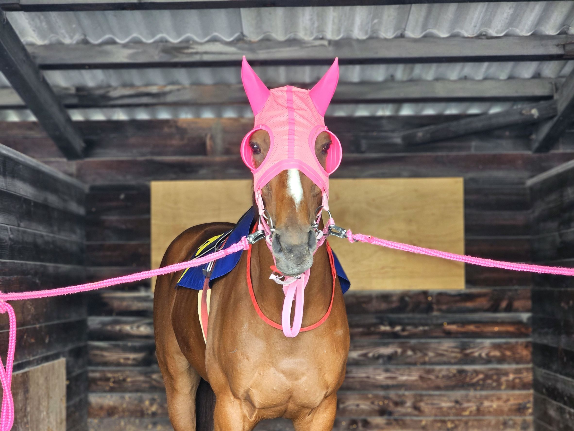 諏訪厩舎のお馬さん25頭が参加しました！の2枚目画像