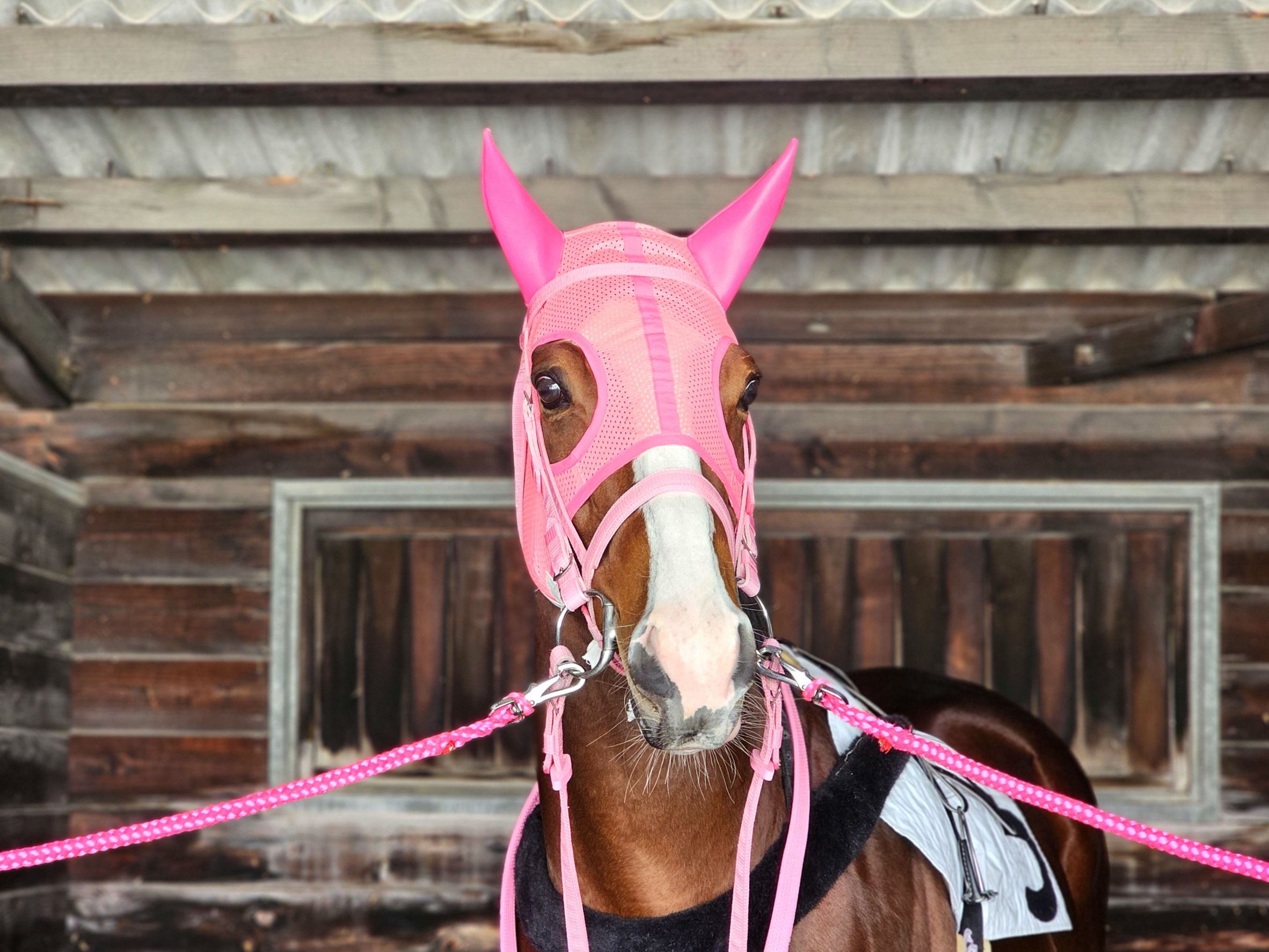 諏訪厩舎のお馬さん25頭が参加しました！の5枚目画像