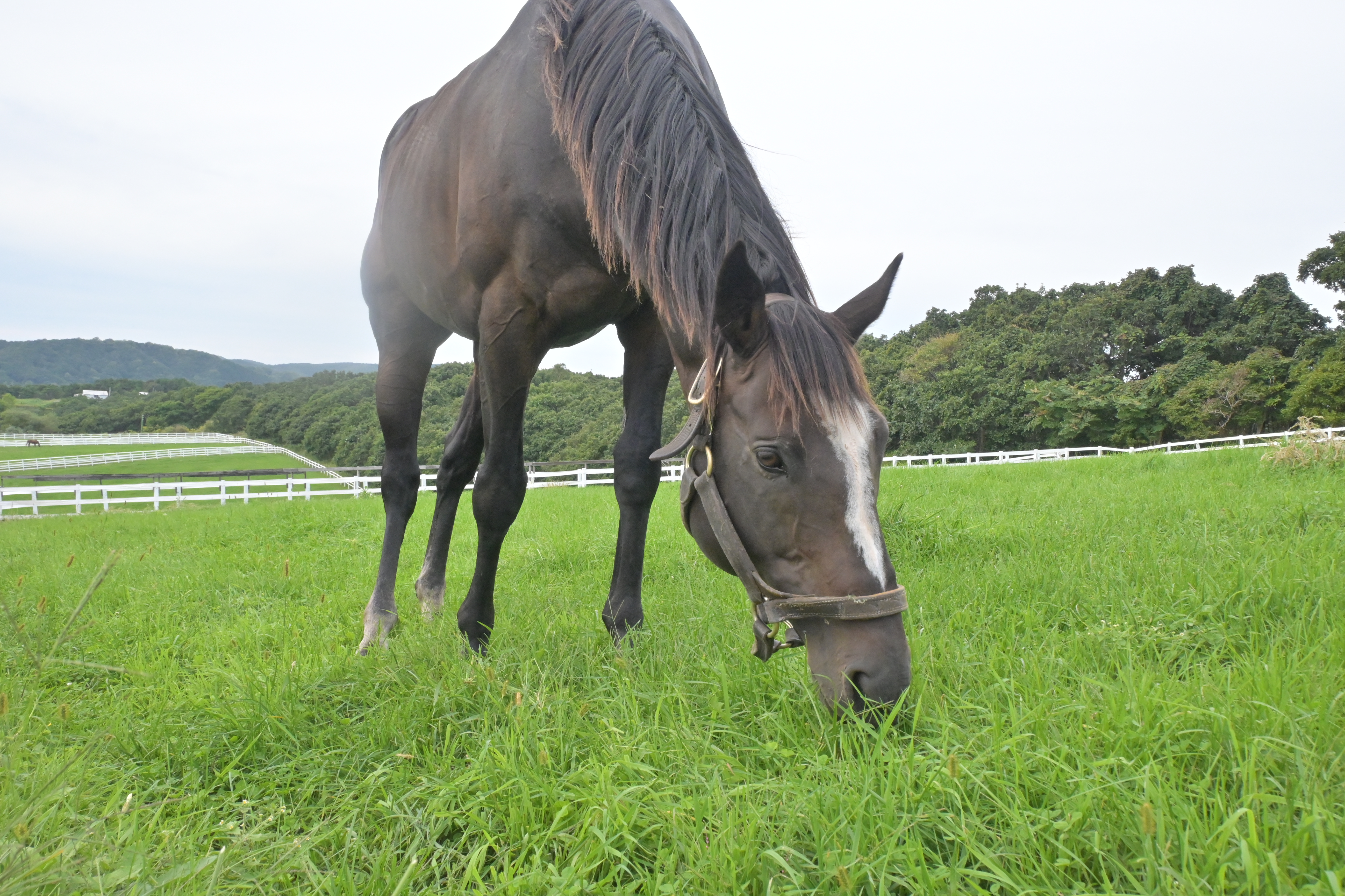ヤングマンパワーが種牡馬を引退し、功労馬として余生を送ります。