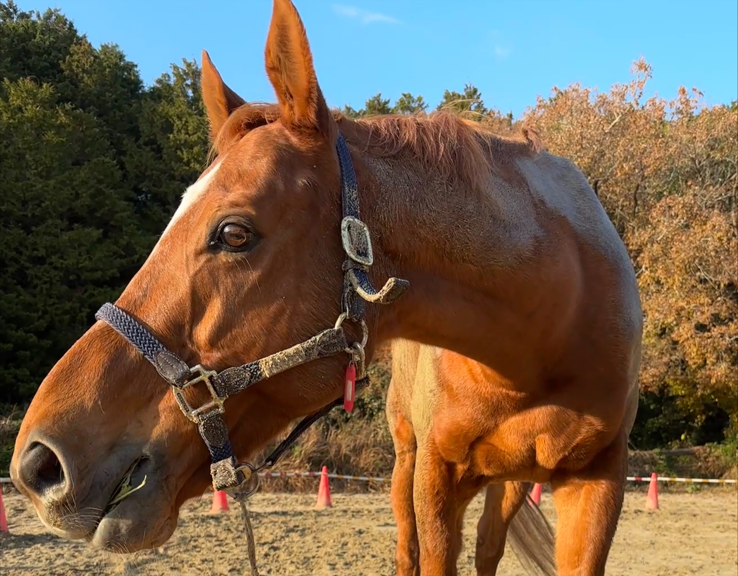 1月『うまのおやつ』を贈っていただいた皆様、ありがとうございました！