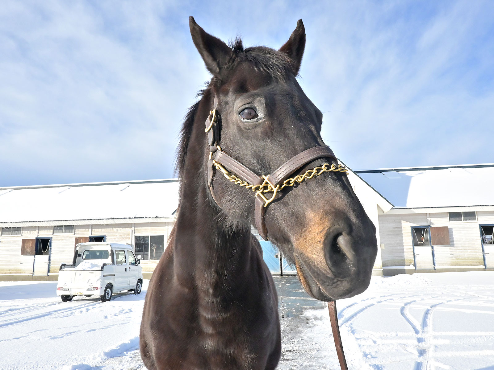 追分ファームのお馬さん5頭が参加しました
